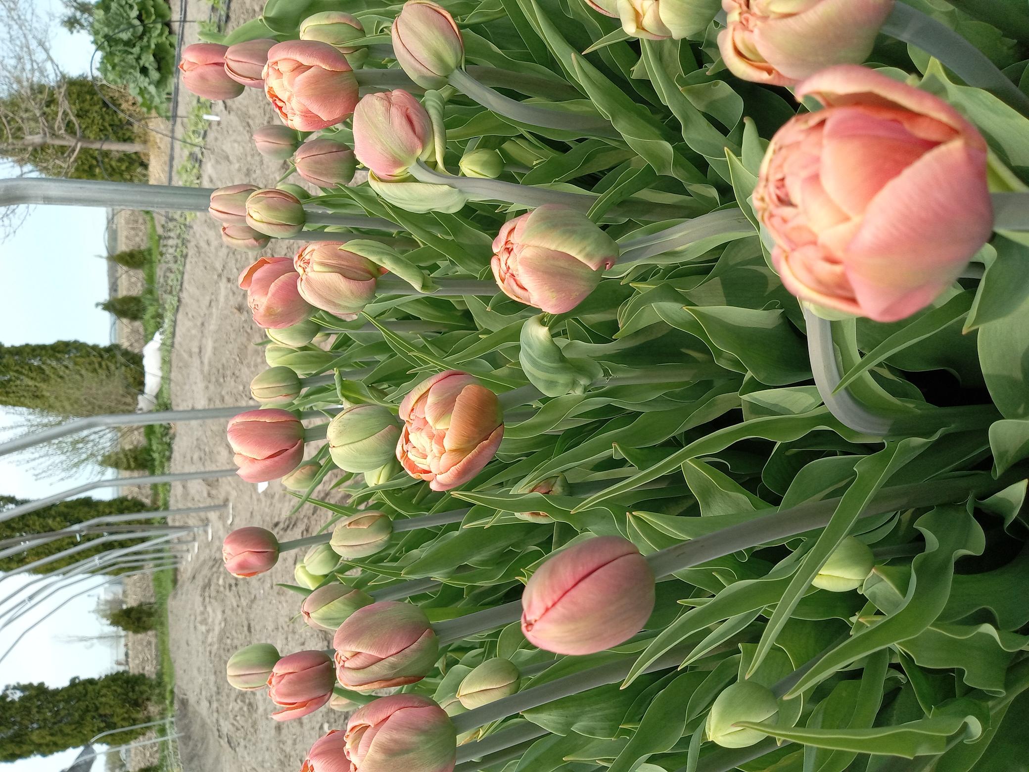 Culture tulipes