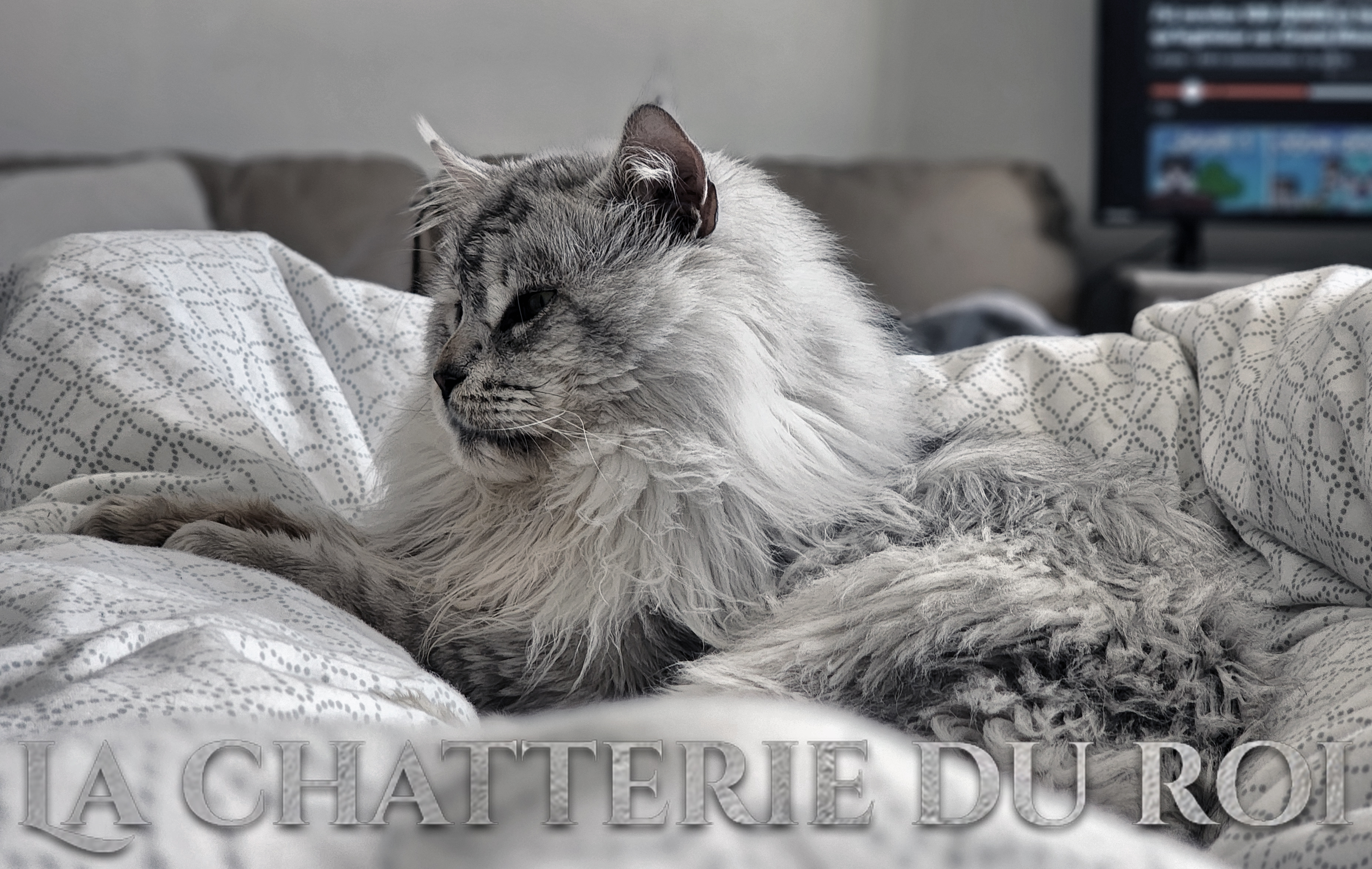 MAINE COON CHATTERIE DU ROI MAINE COON