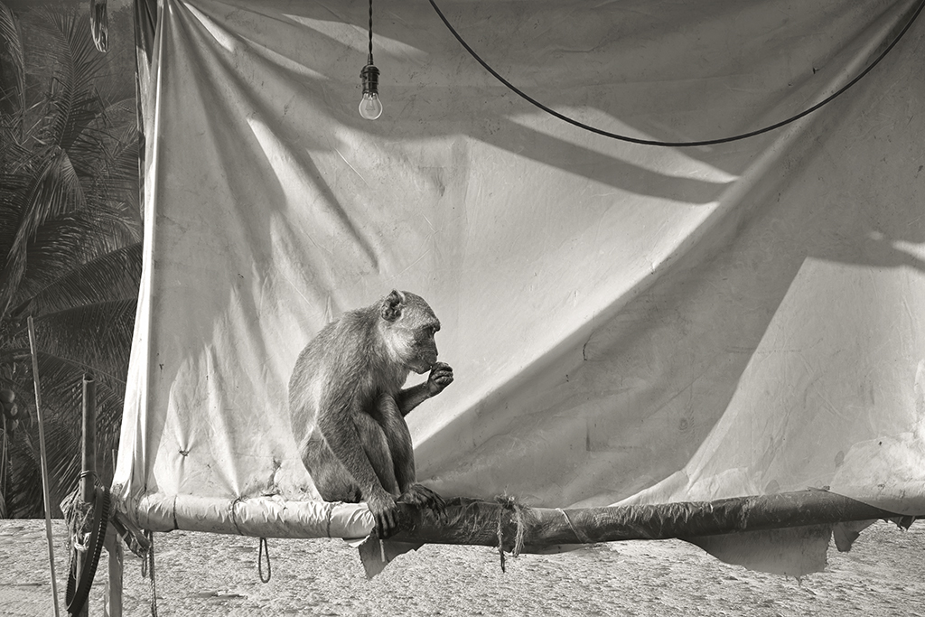 Singe devant une Bâche 2023.jpg