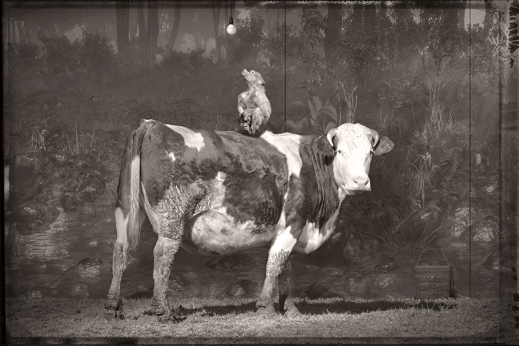 Vache et Singe 5 -web.jpg