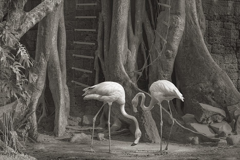 Flamingos in a Décor web.jpg