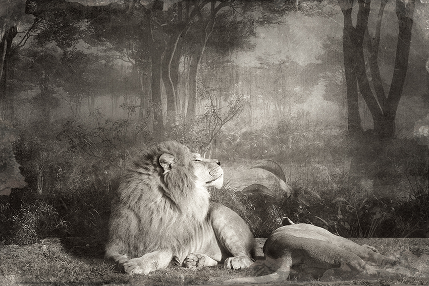 Lion Couple in a Sceneryweb.jpg