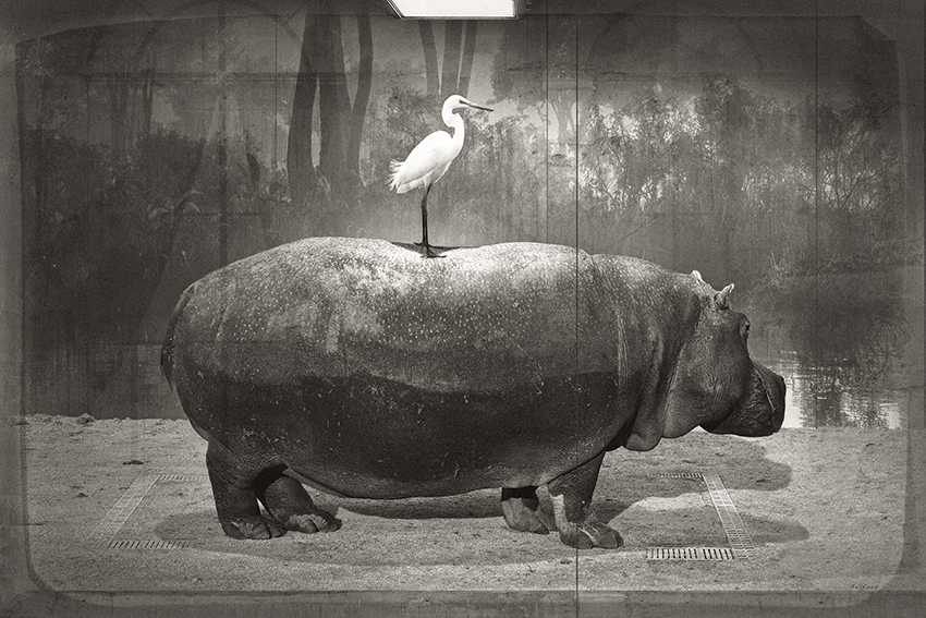 Hippopotamus et Aigrette web.jpg