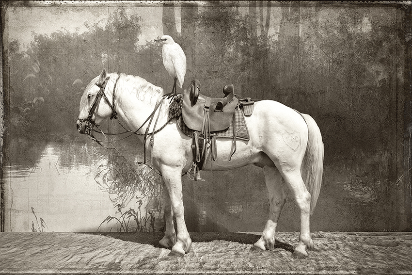 Cheval Camargue et Aigrette web.jpg