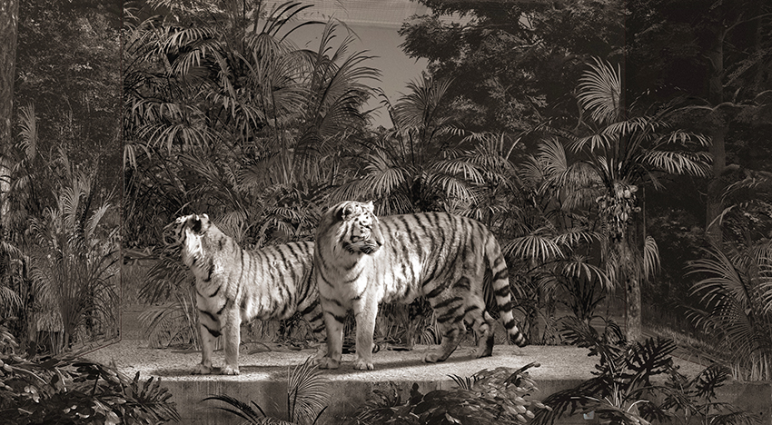 Tigres dans une Vitrine Big.jpg