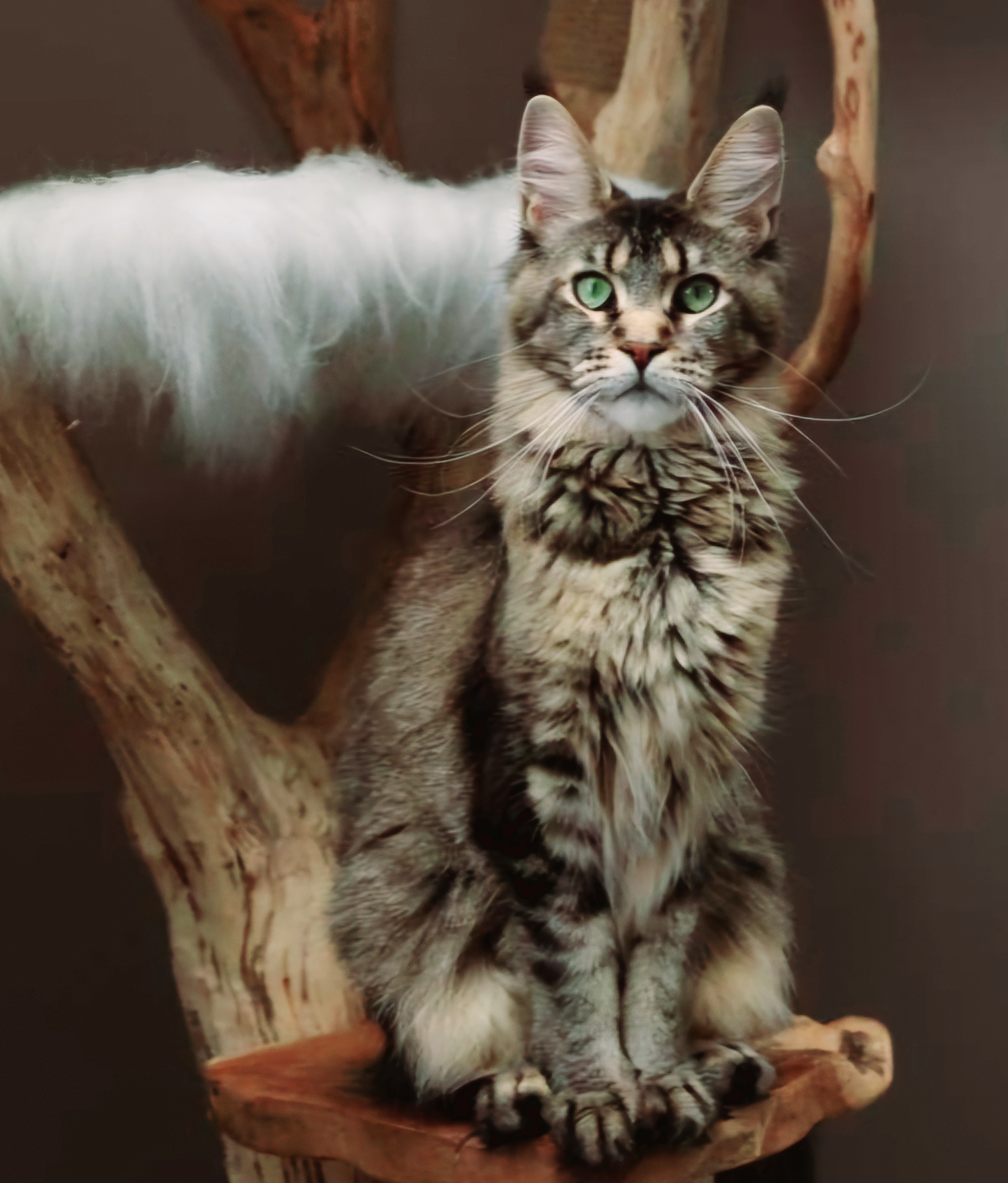 tinka (1).jpg