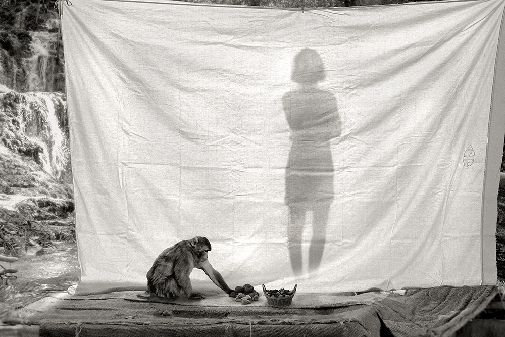 Le Singe et la Muse VIII.jpg