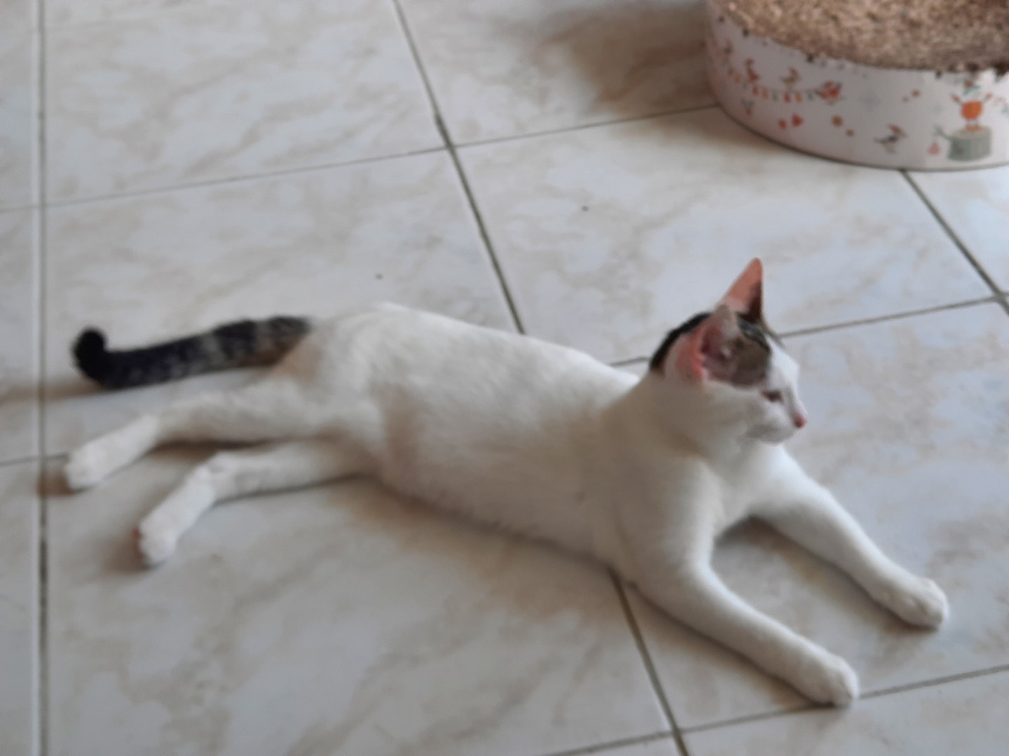 Cannelle