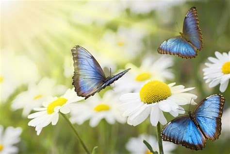 papillon bleus.jpg