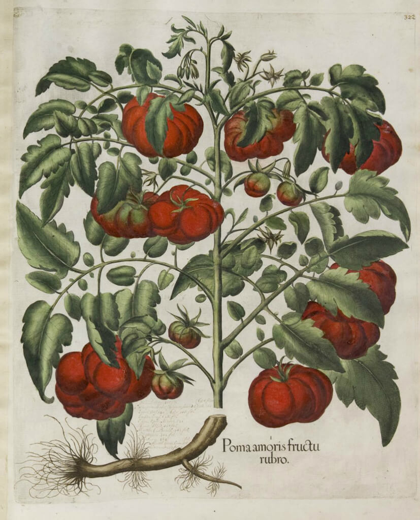 poma amoris.jpg