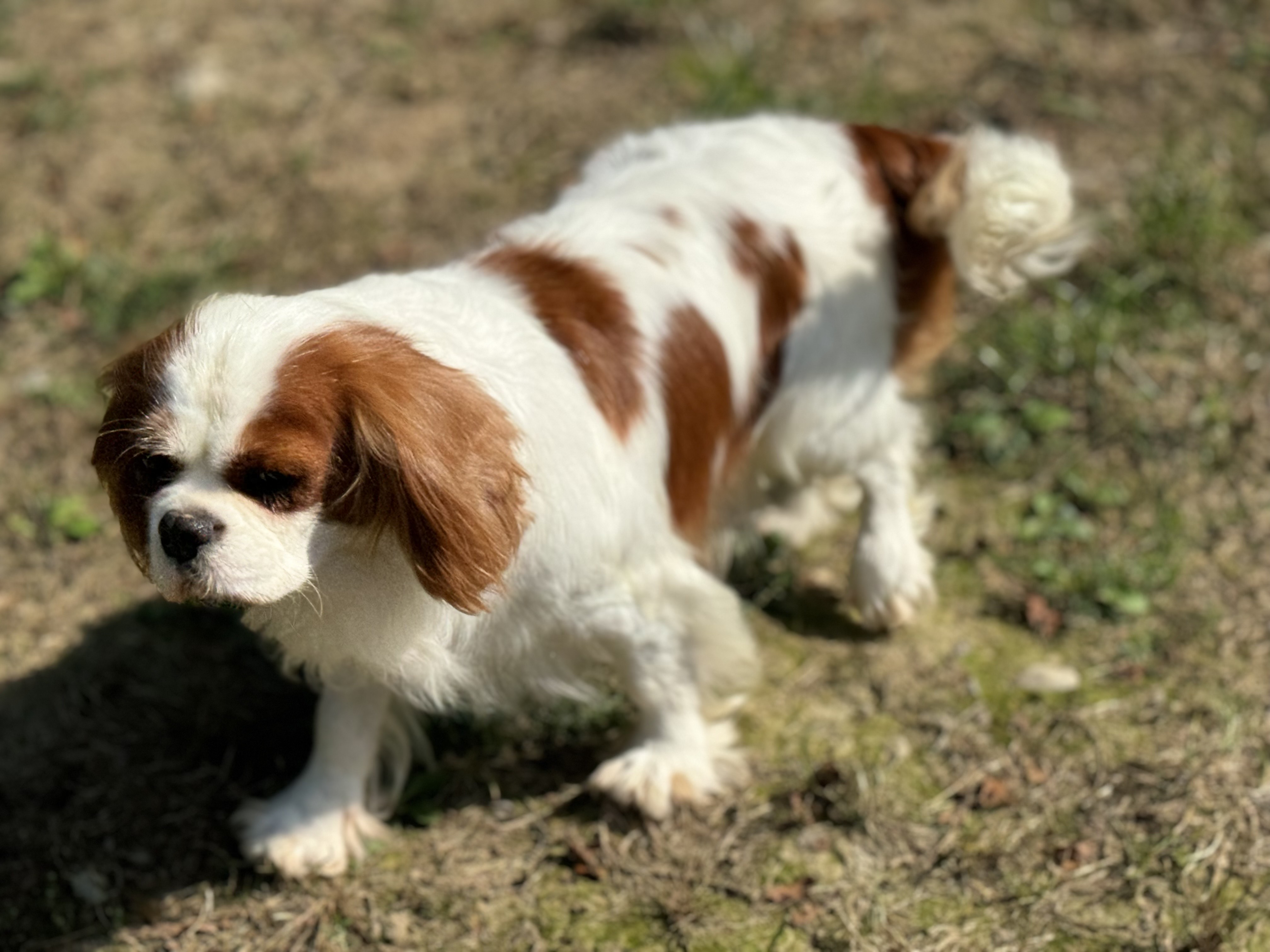 IMG_7088.jpeg