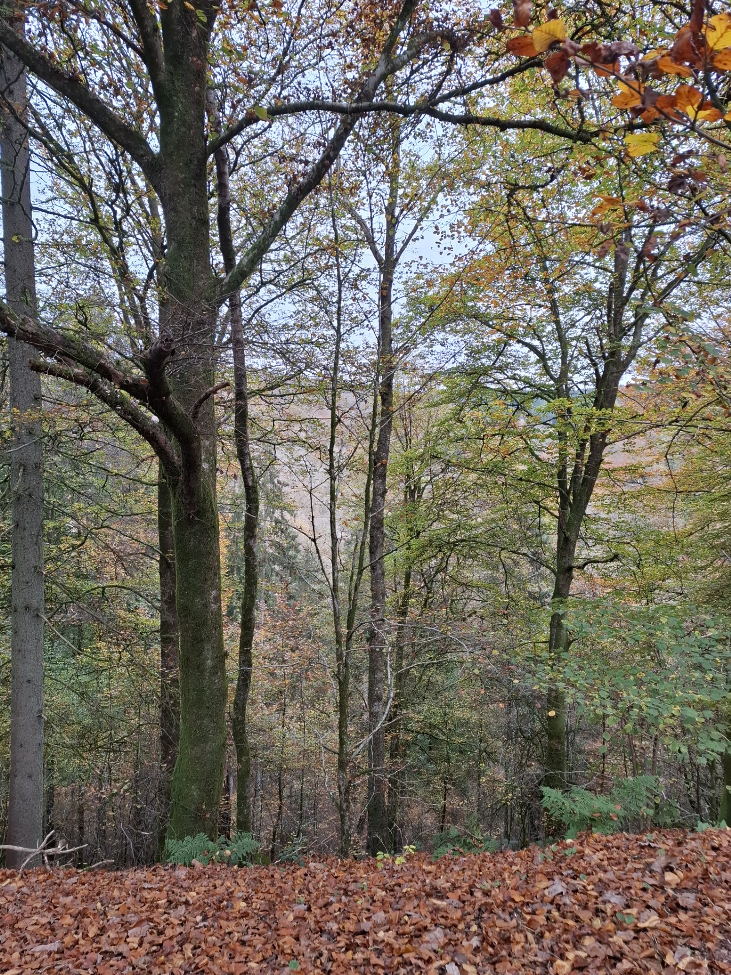nature.jpg