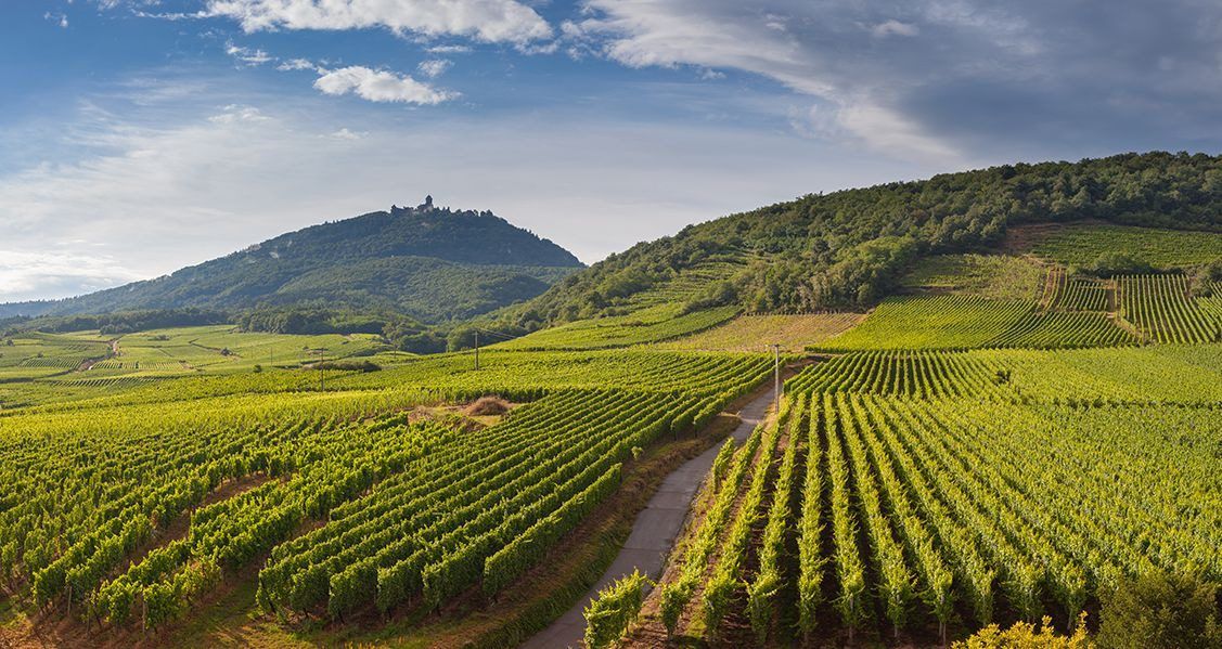 Vignes Aude.jpg