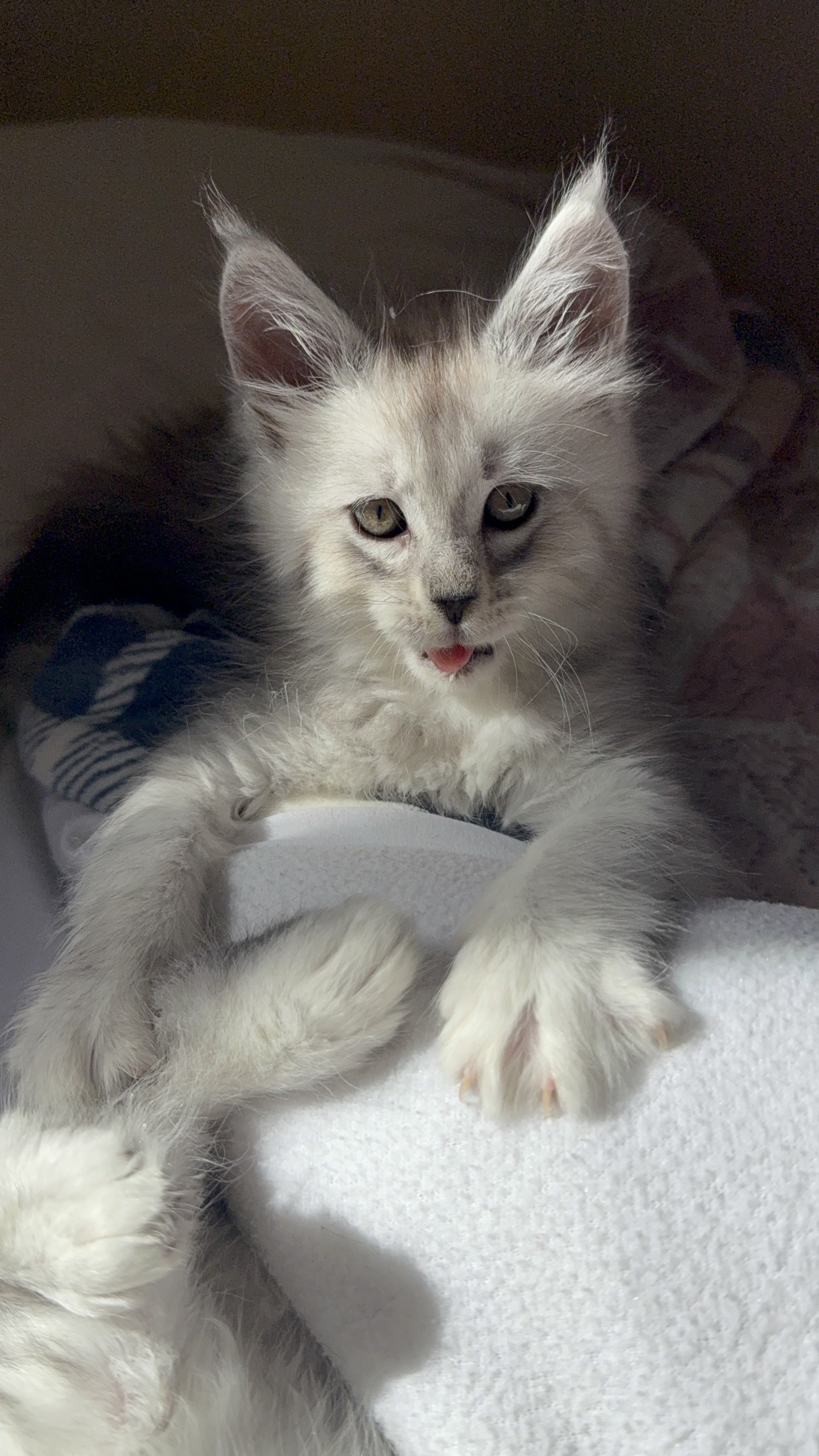 chatons maine coon kittens
chatterieduroimainecoonquebec