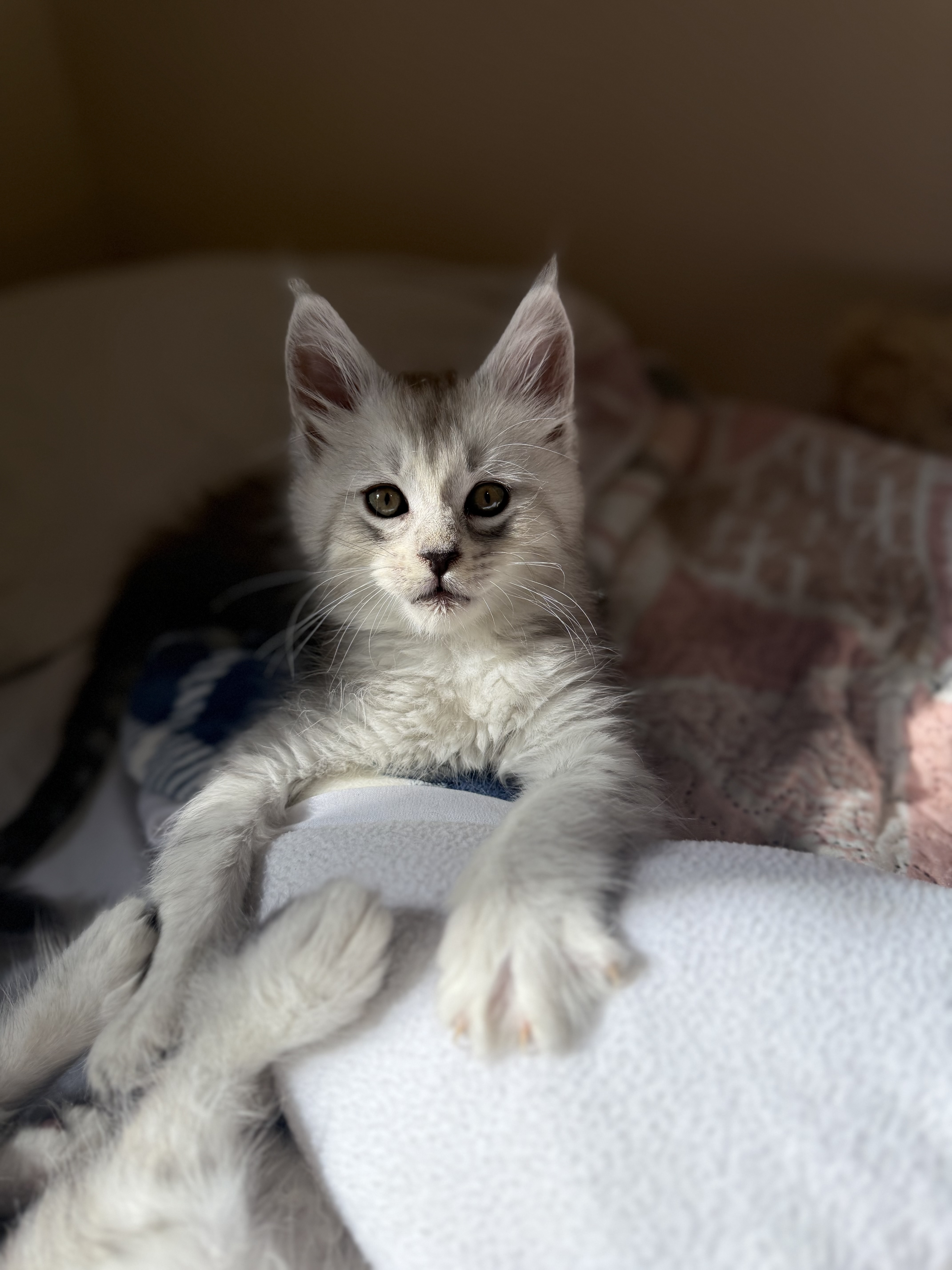 chatons maine coon kittens
chatterieduroimainecoonquebec