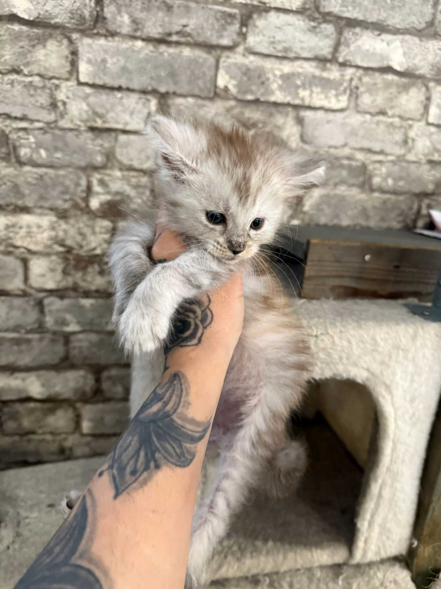 chatons maine coon kittens
chatterieduroimainecoonquebec