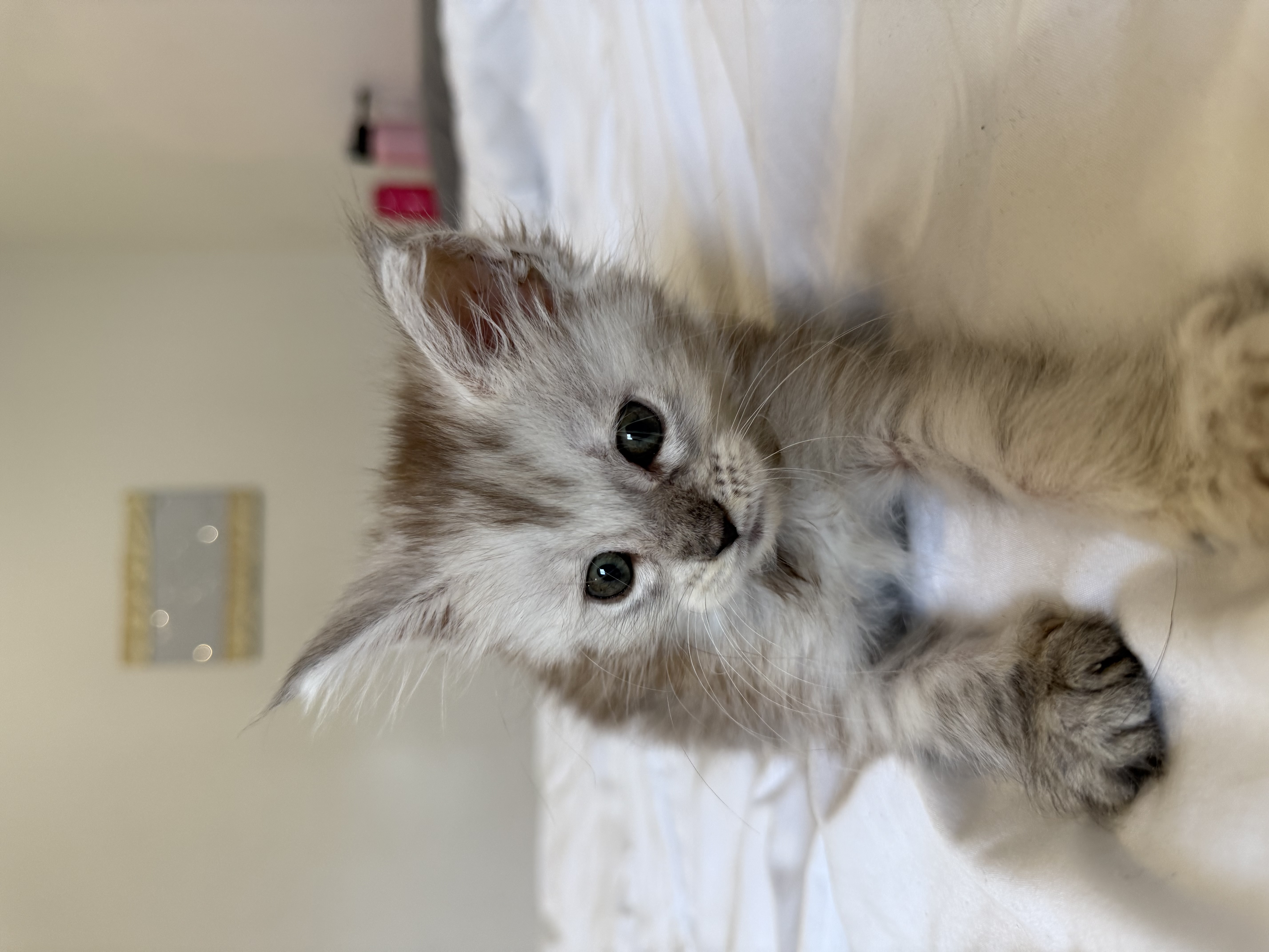 chatons maine coon kittens
chatterieduroimainecoonquebec