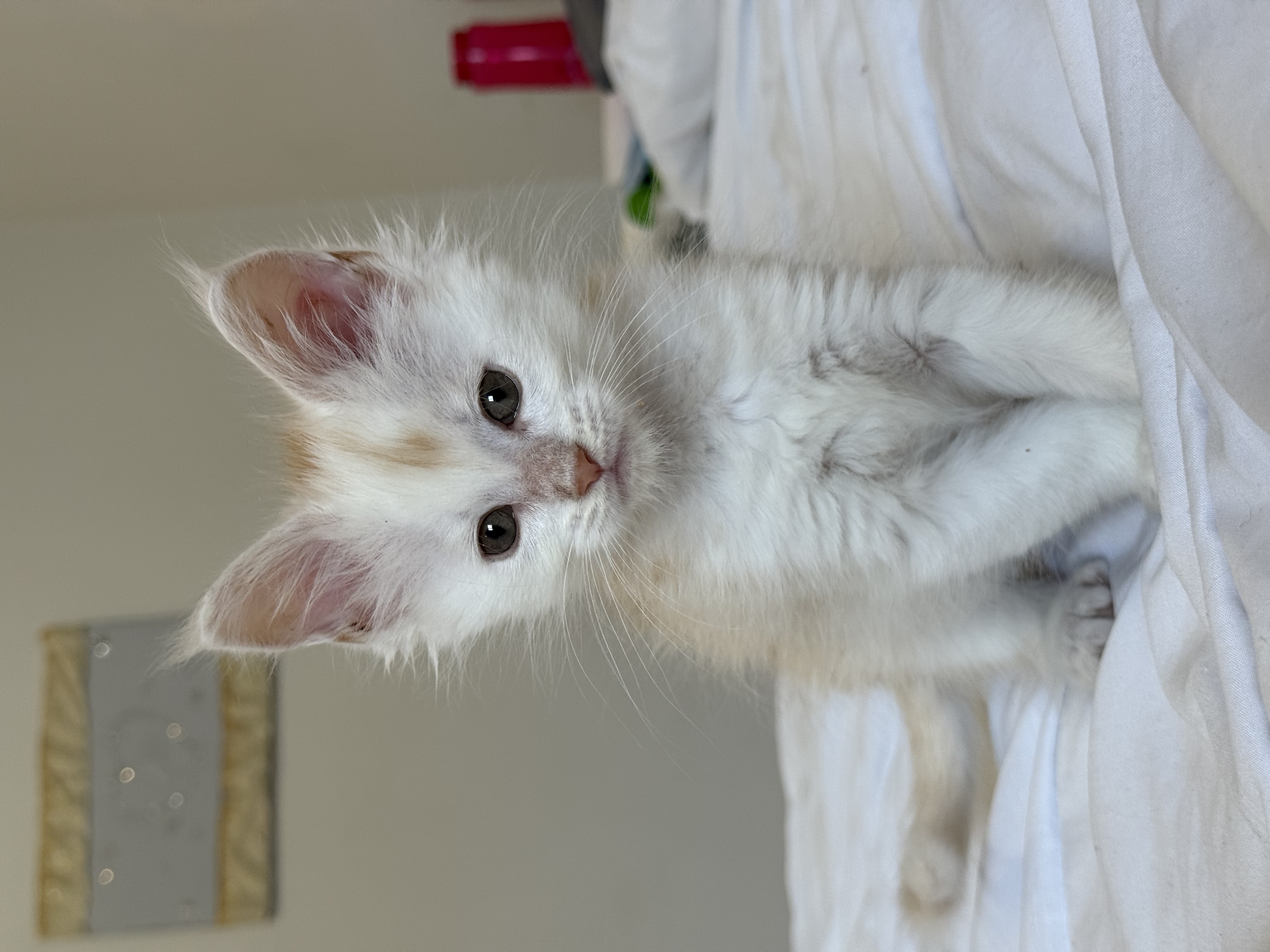 chatons maine coon kittens
chatterieduroimainecoonquebec