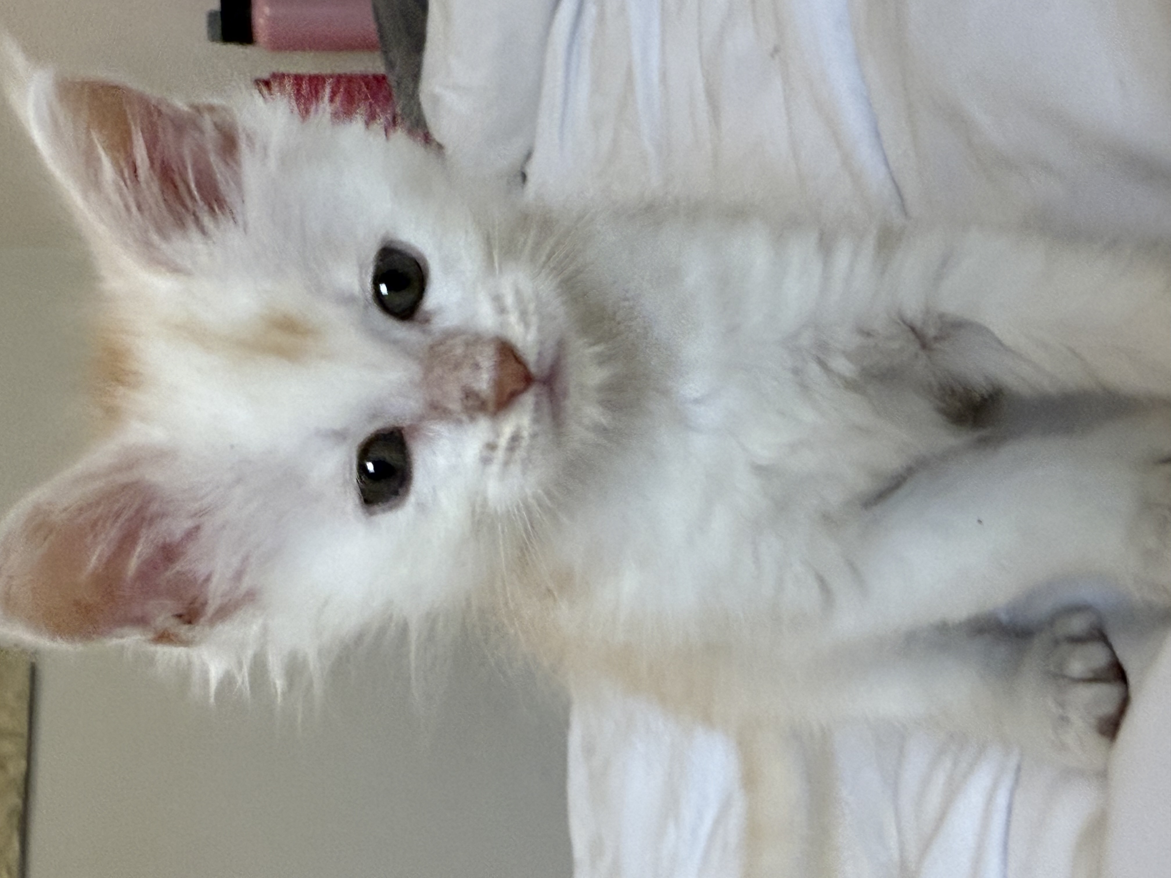 chatons maine coon kittens
chatterieduroimainecoonquebec