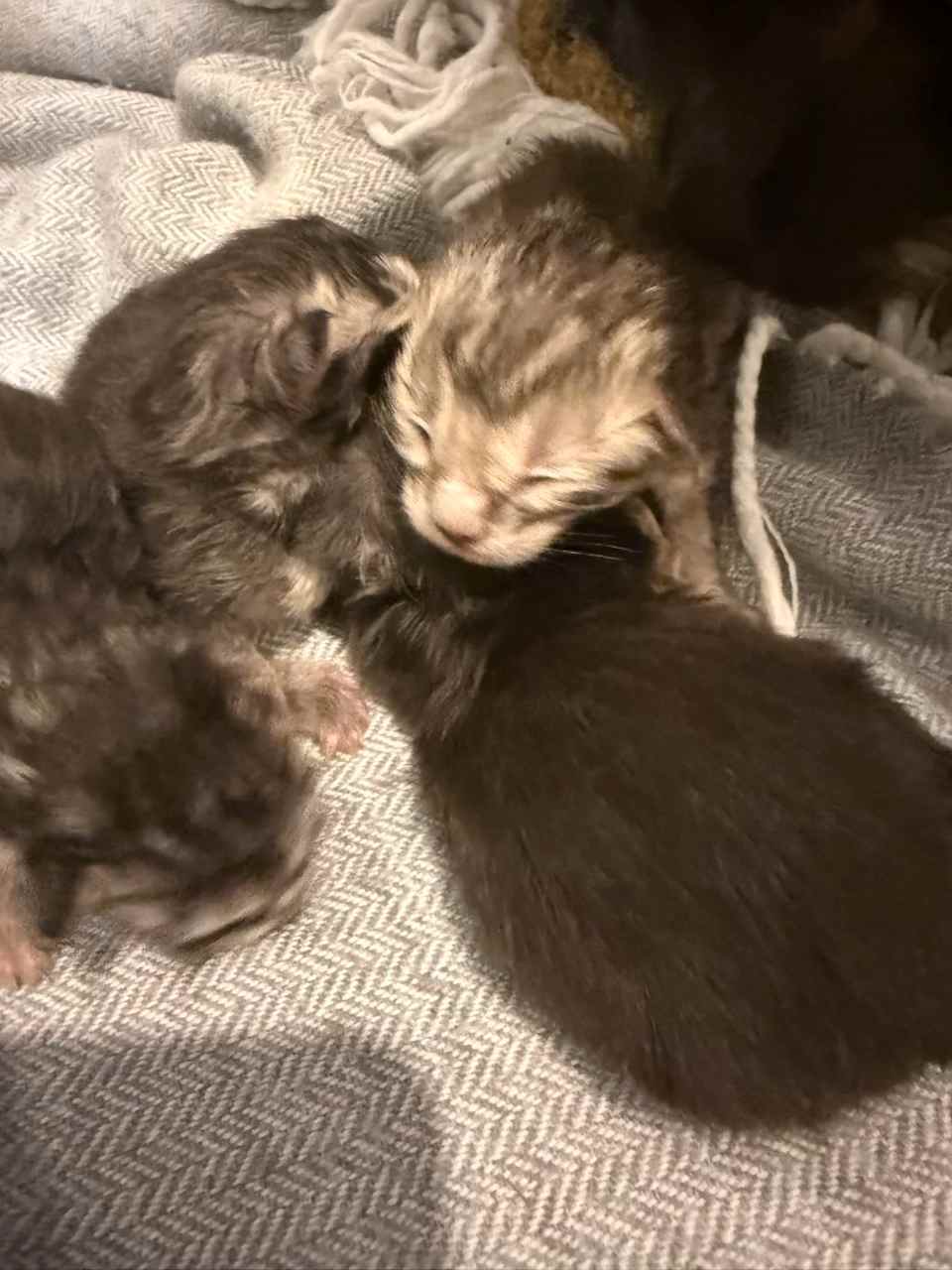 maman maine coon avec ses chatons maine coon kittens
chatterieduroimainecoonquebec