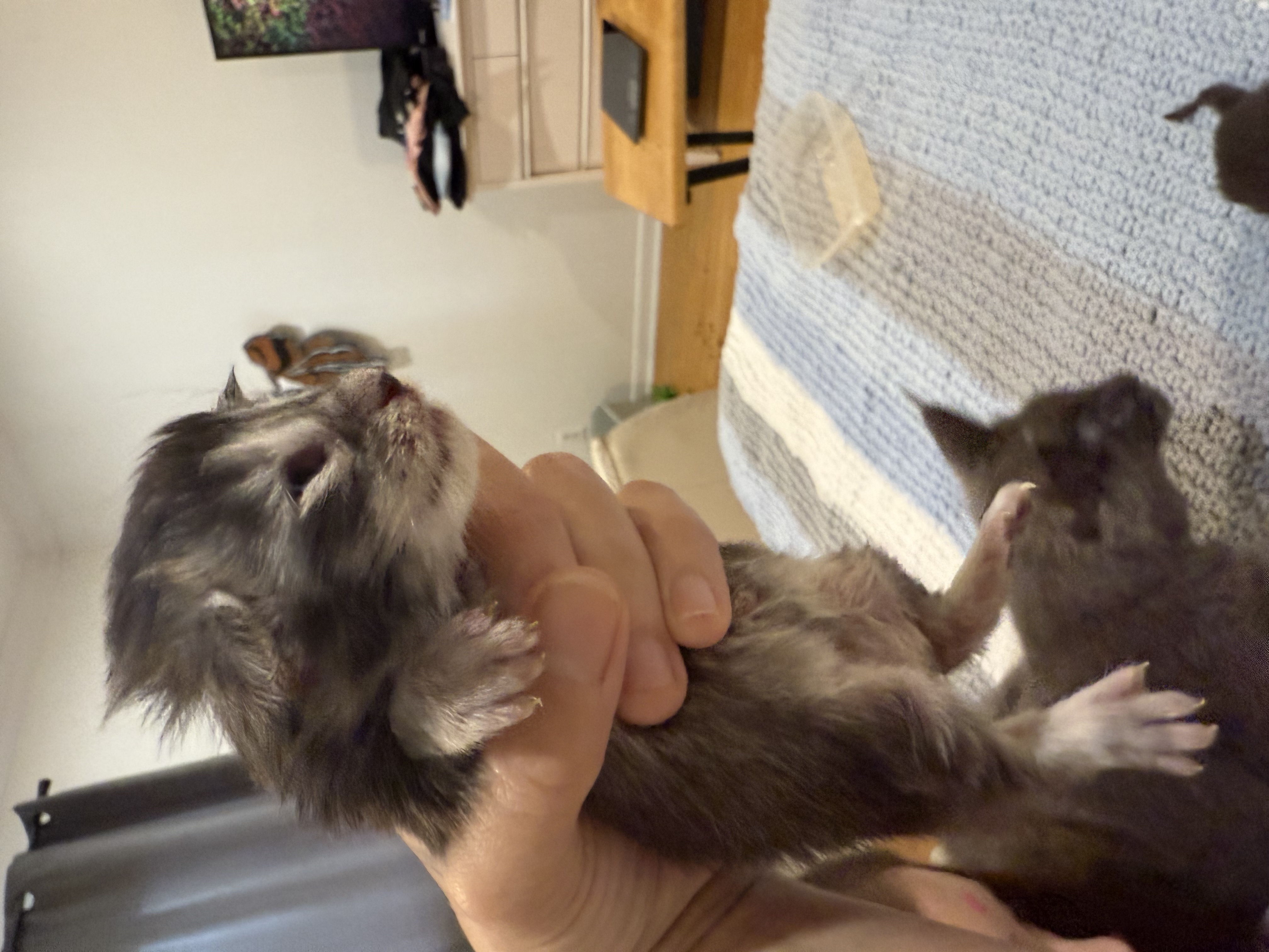 maman maine coon avec ses chatons maine coon kittens
chatterieduroimainecoonquebec