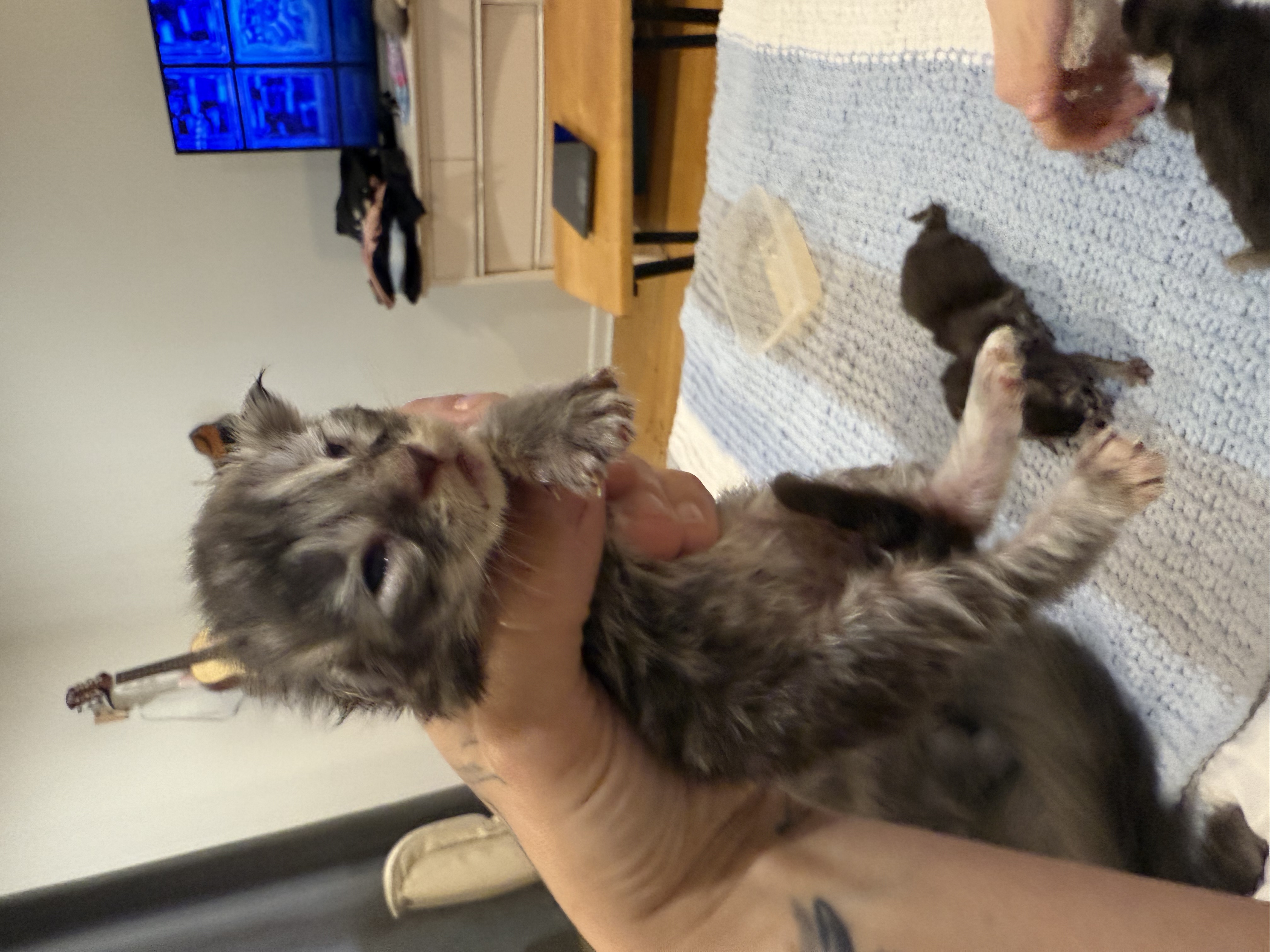 maman maine coon avec ses chatons maine coon kittens
chatterieduroimainecoonquebec