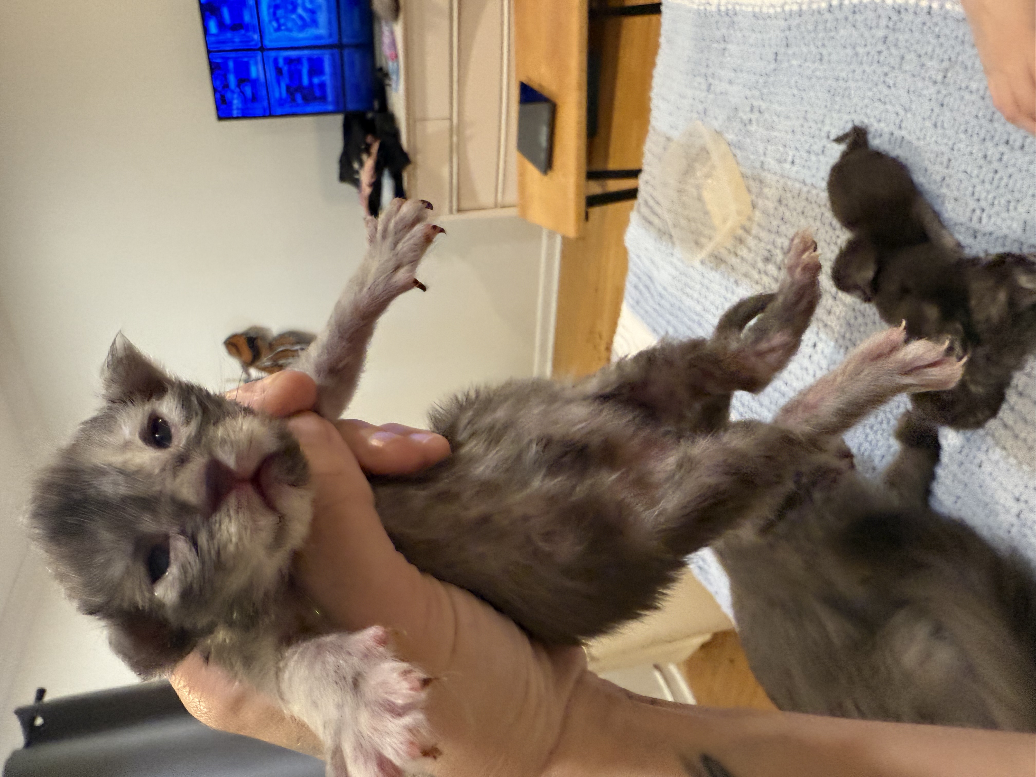 maman maine coon avec ses chatons maine coon kittens
chatterieduroimainecoonquebec