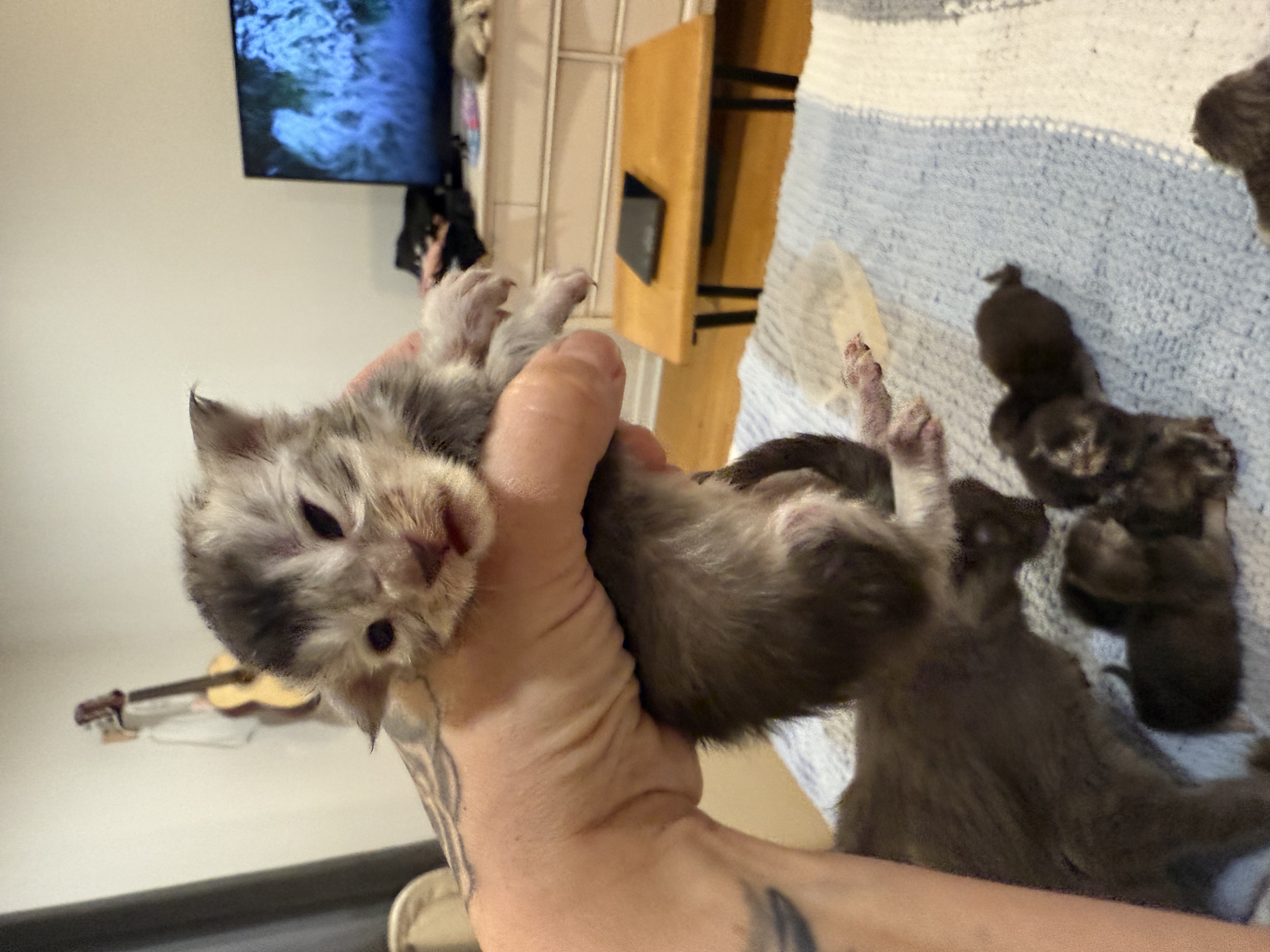 maman maine coon avec ses chatons maine coon kittens
chatterieduroimainecoonquebec