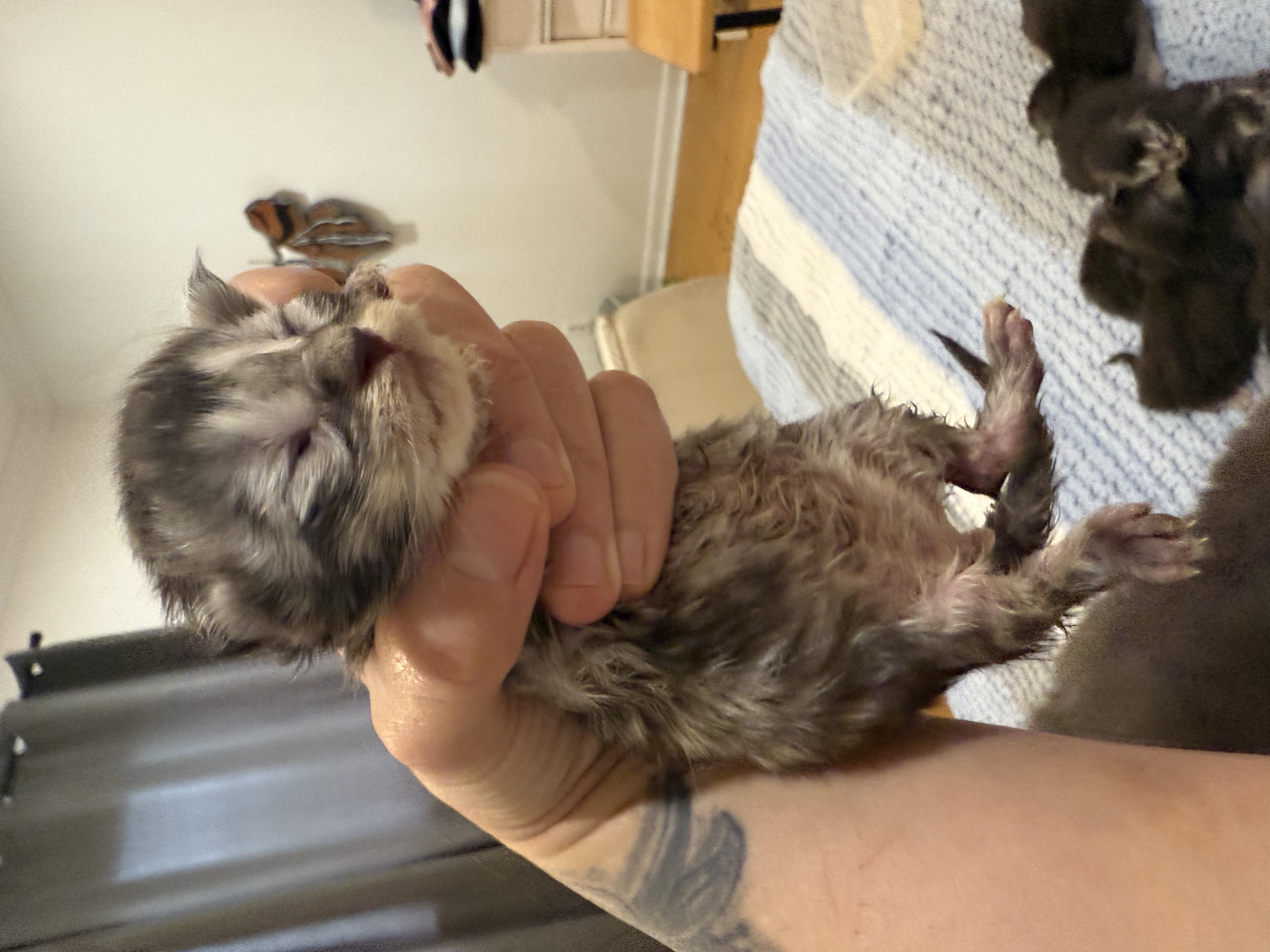maman maine coon avec ses chatons maine coon kittens
chatterieduroimainecoonquebec
