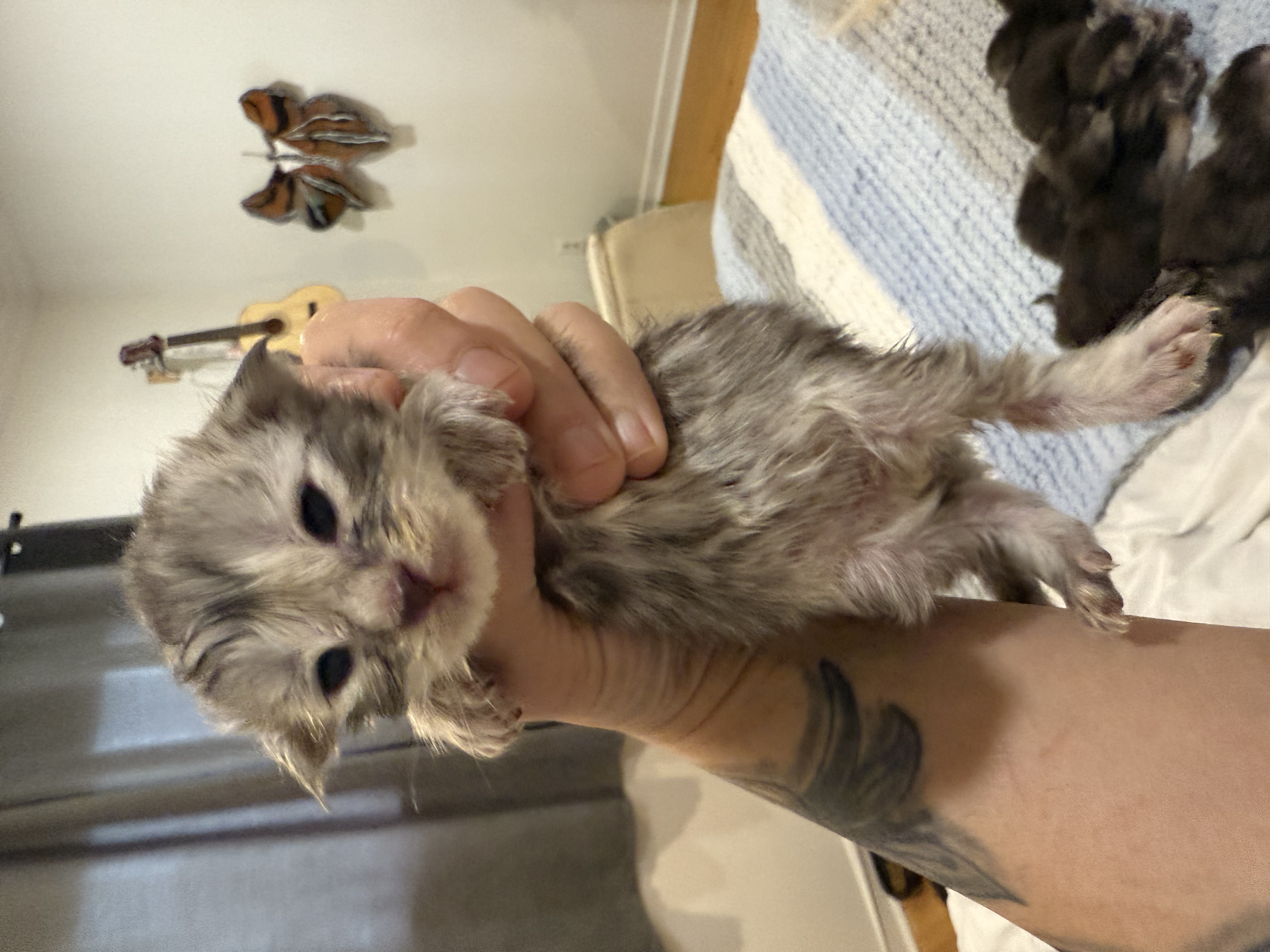 maman maine coon avec ses chatons maine coon kittens
chatterieduroimainecoonquebec