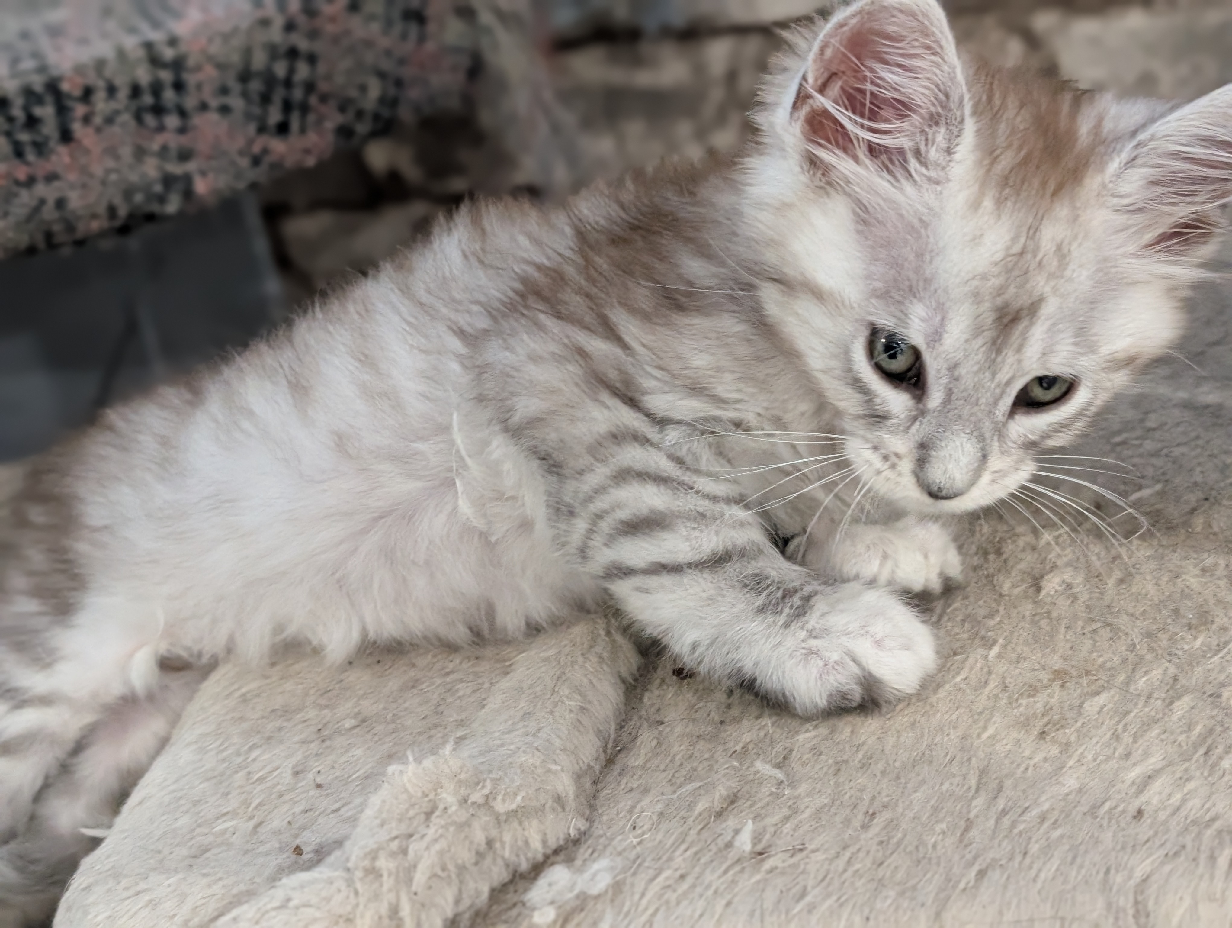 chatons maine coon kittens
chatterieduroimainecoonquebec