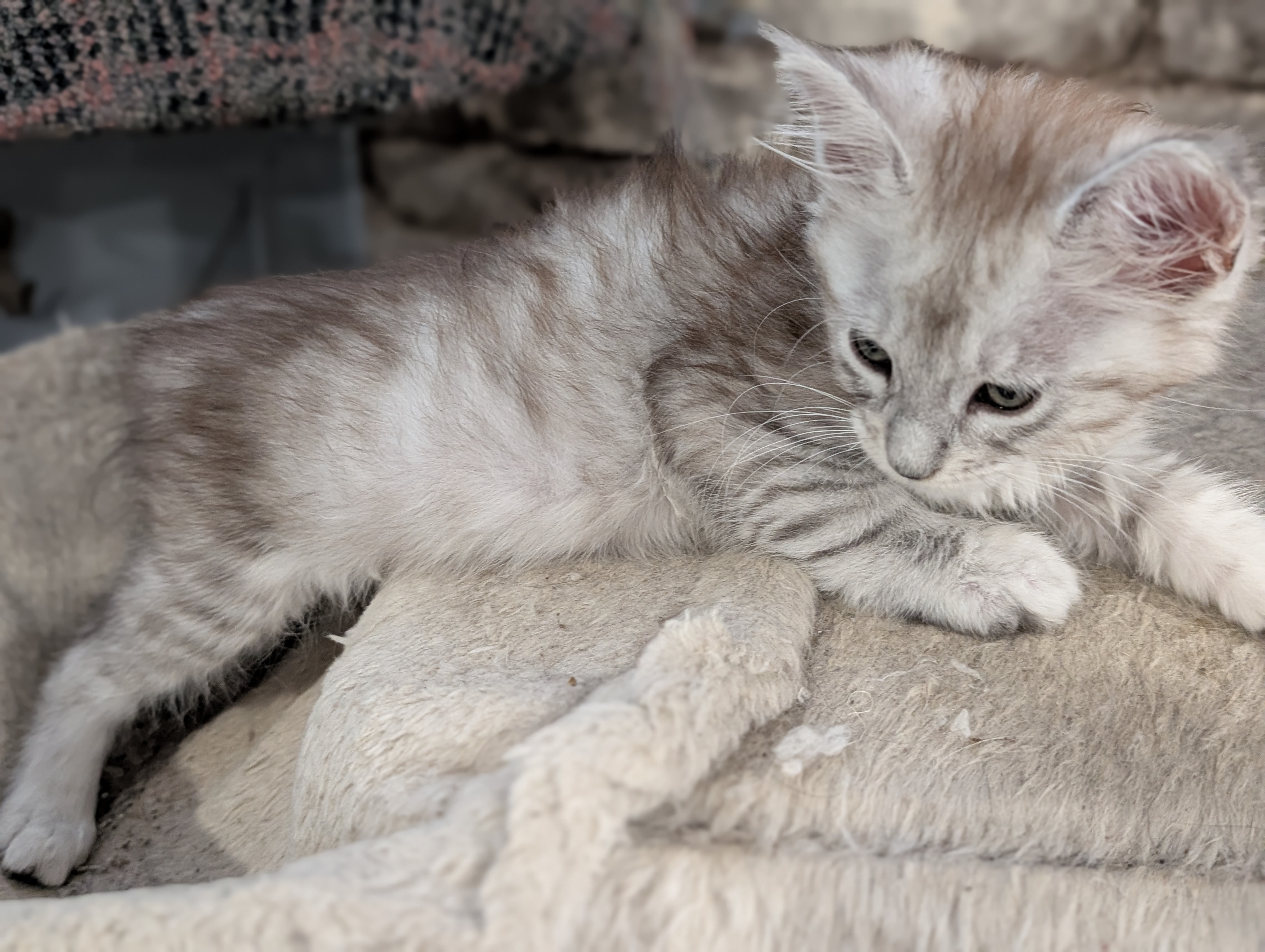 chatons maine coon kittens
chatterieduroimainecoonquebec