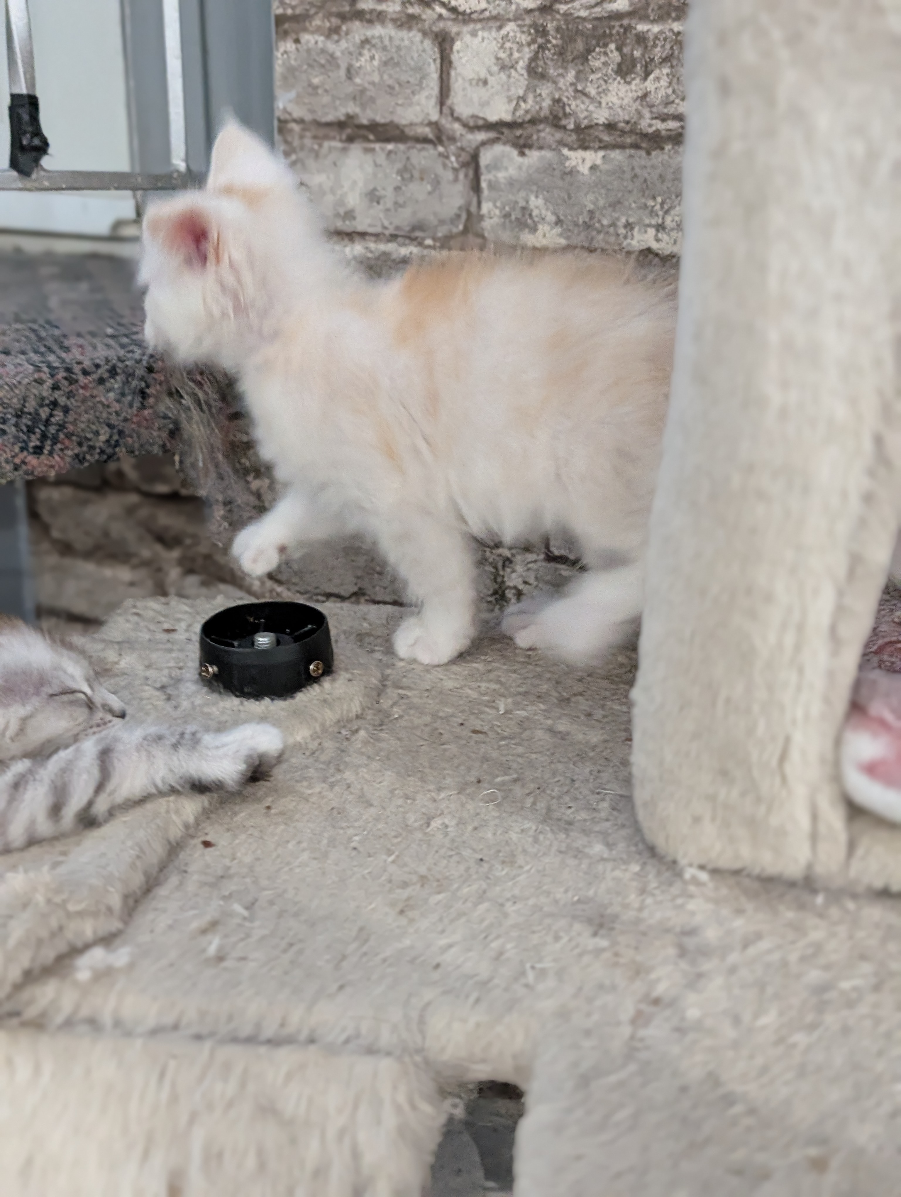 chatons maine coon kittens
chatterieduroimainecoonquebec