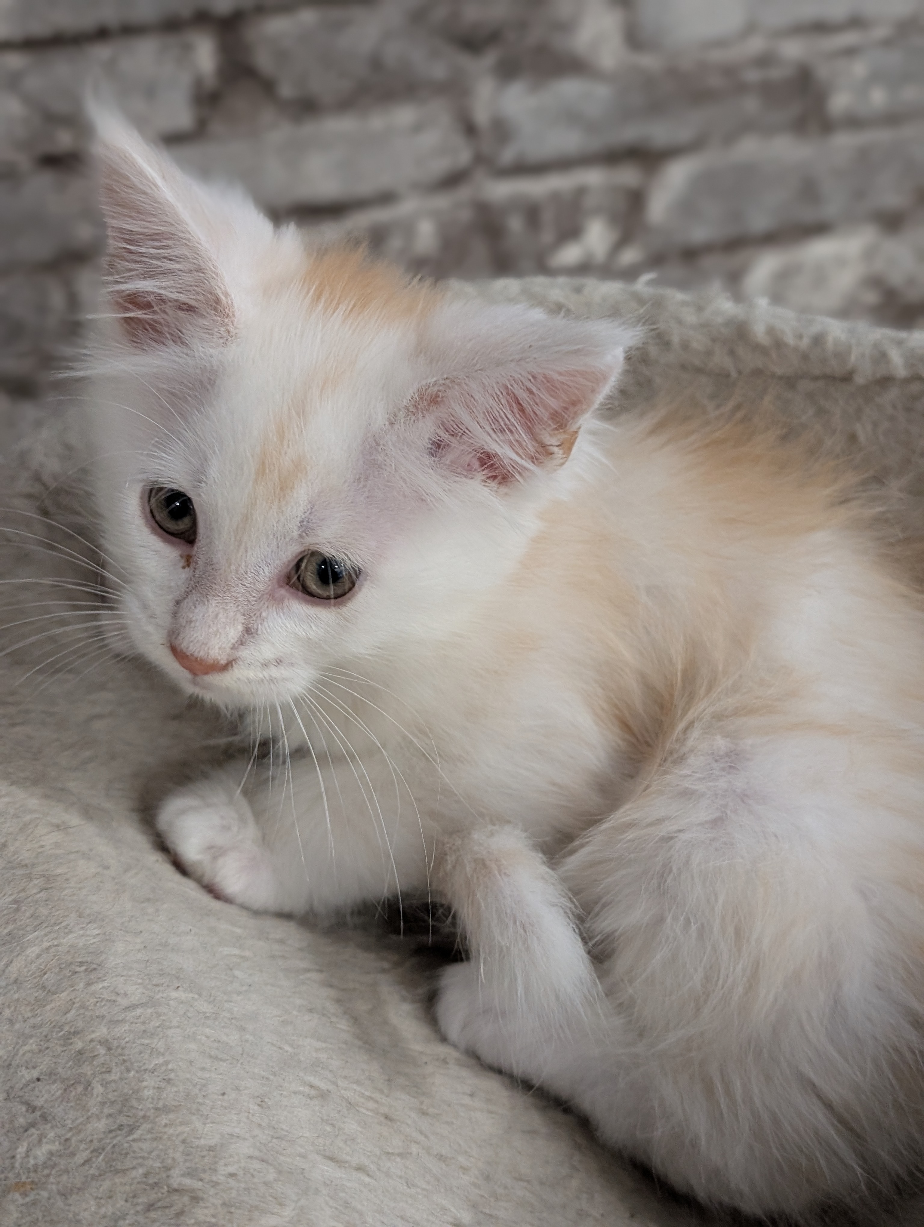 chatons maine coon kittens
chatterieduroimainecoonquebec