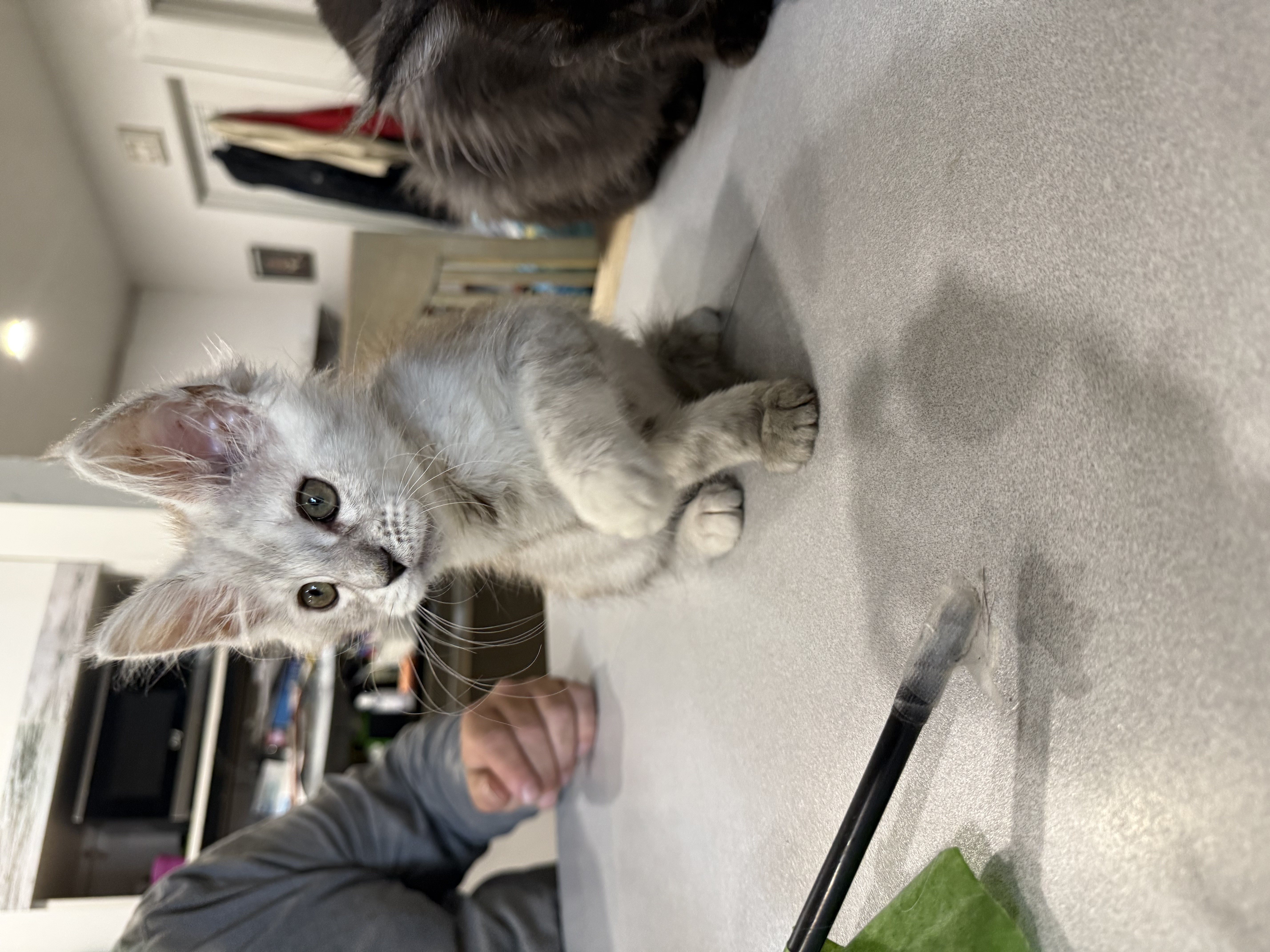 chatons maine coon kittens
chatterieduroimainecoonquebec
