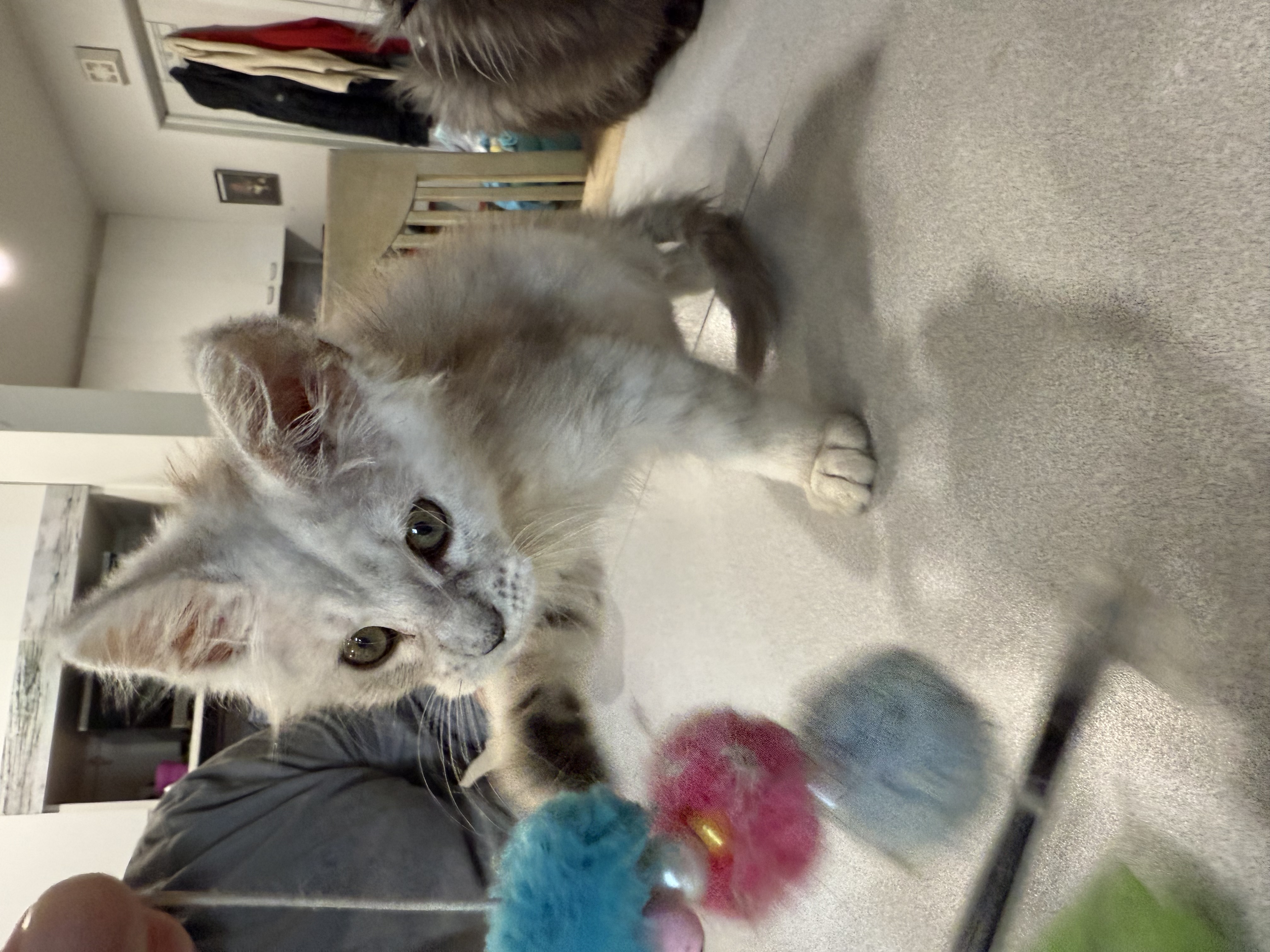 chatons maine coon kittens
chatterieduroimainecoonquebec