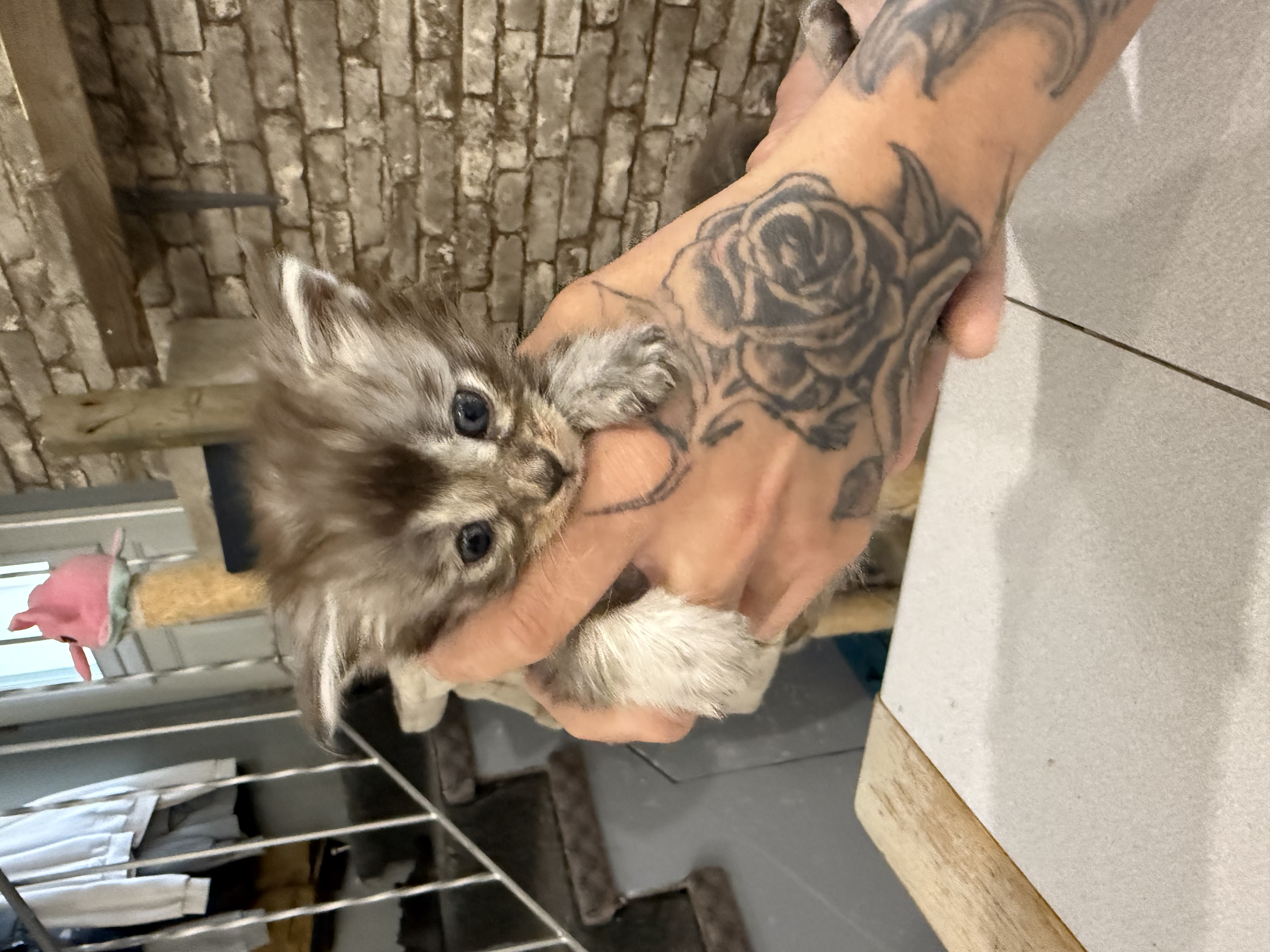 maman maine coon avec ses chatons maine coon kittens
chatterieduroimainecoonquebec