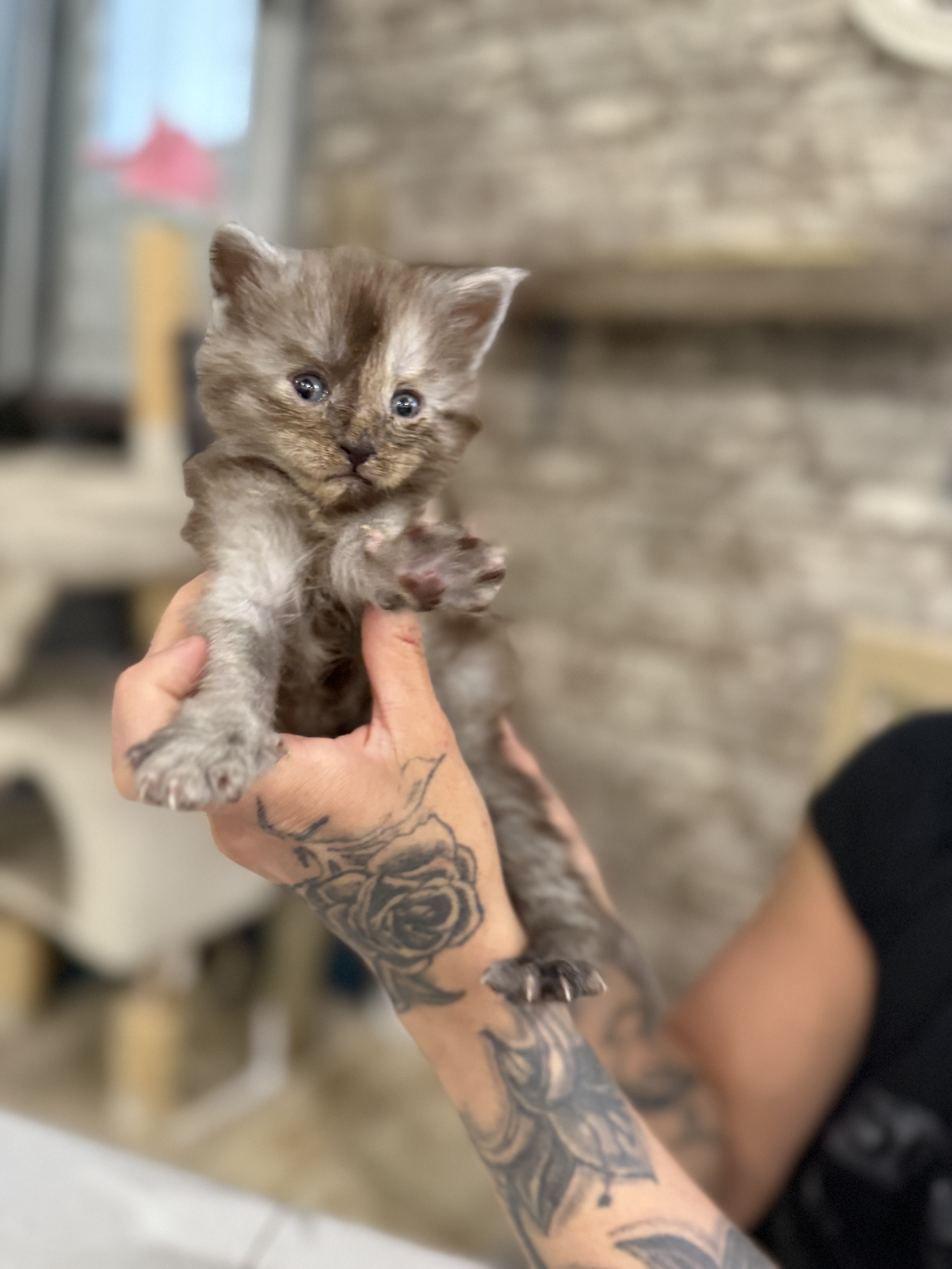 maman maine coon avec ses chatons maine coon kittens
chatterieduroimainecoonquebec
