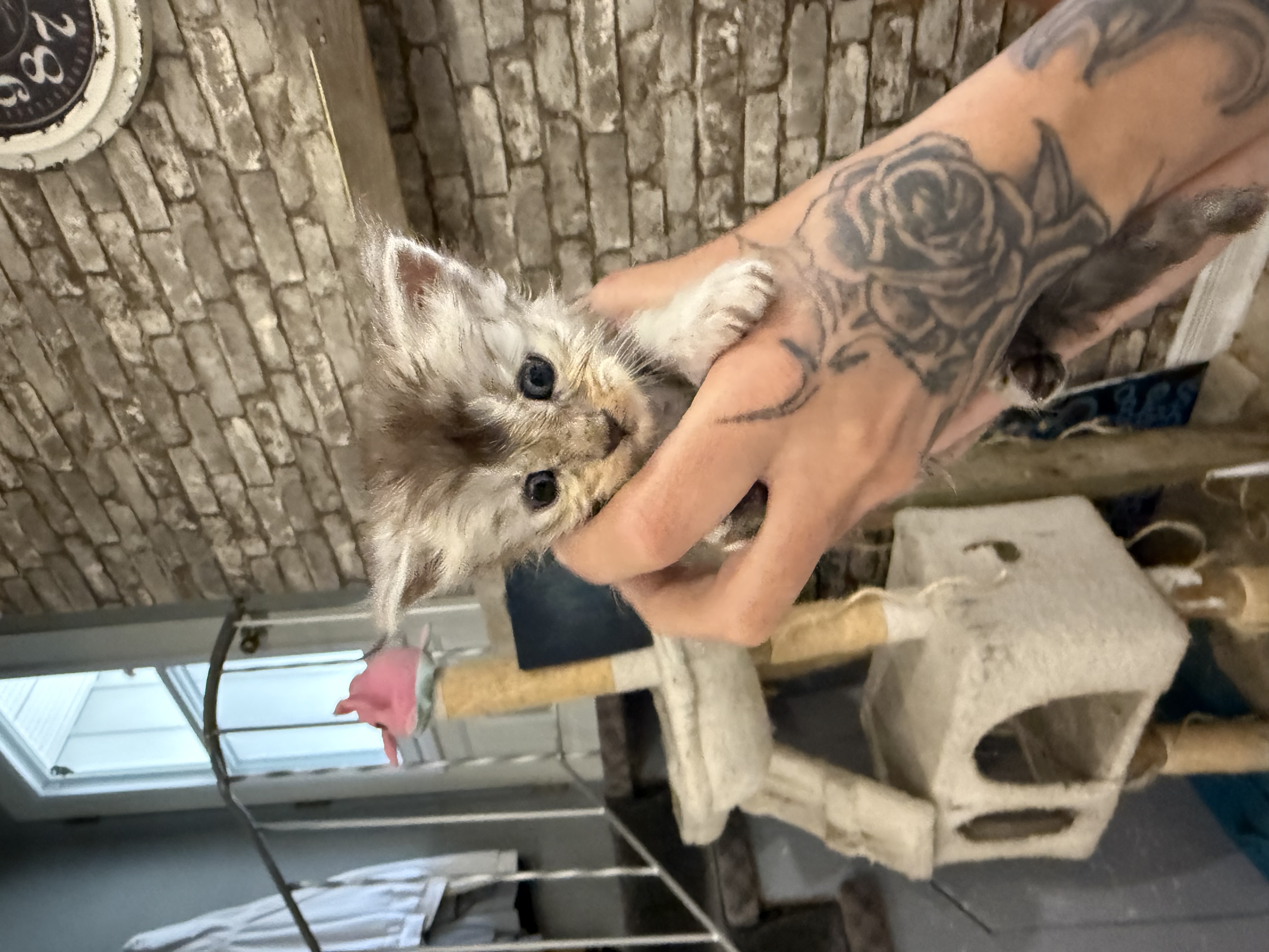 maman maine coon avec ses chatons maine coon kittens
chatterieduroimainecoonquebec