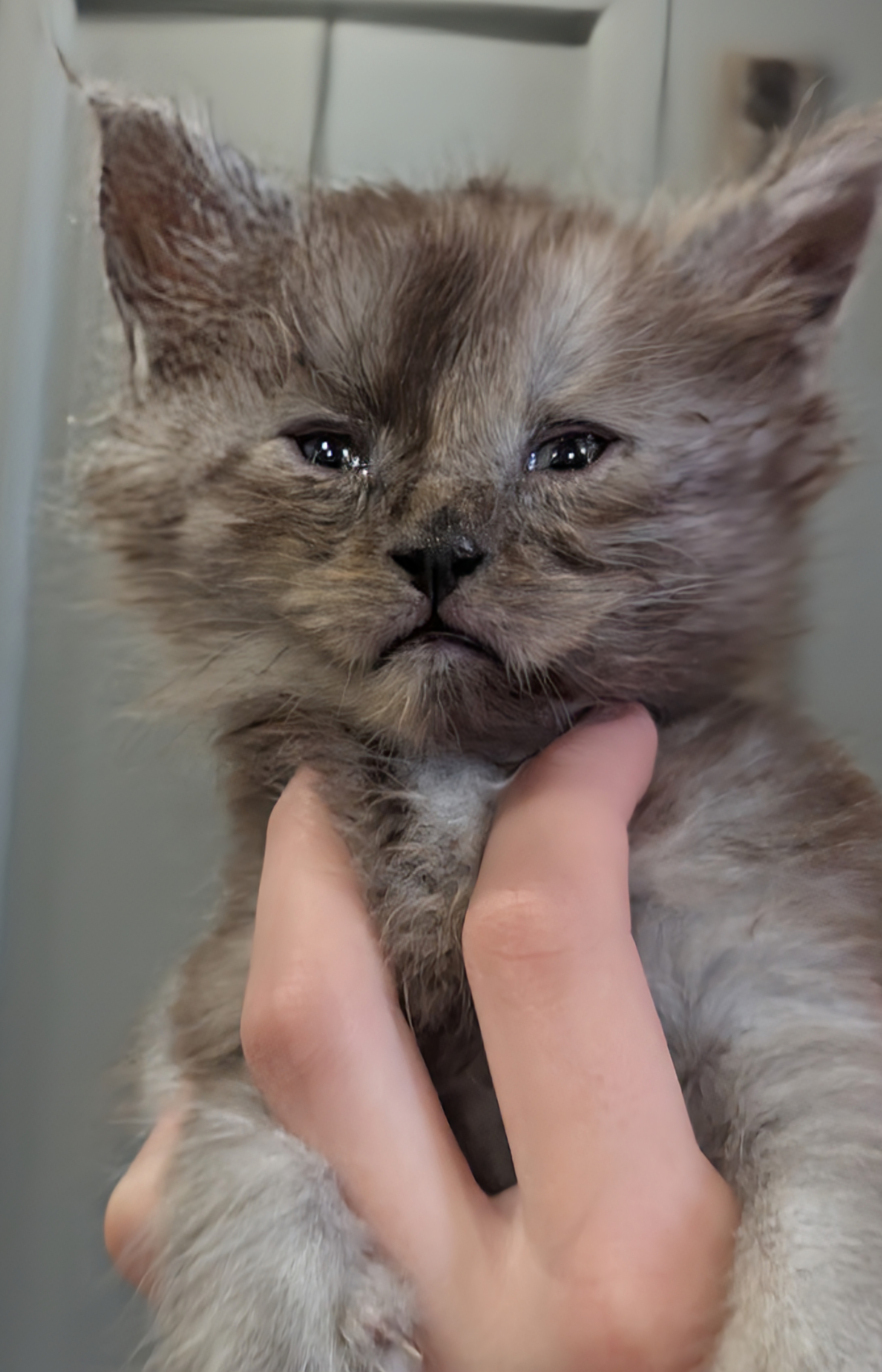 maman maine coon avec ses chatons maine coon kittens
chatterieduroimainecoonquebec