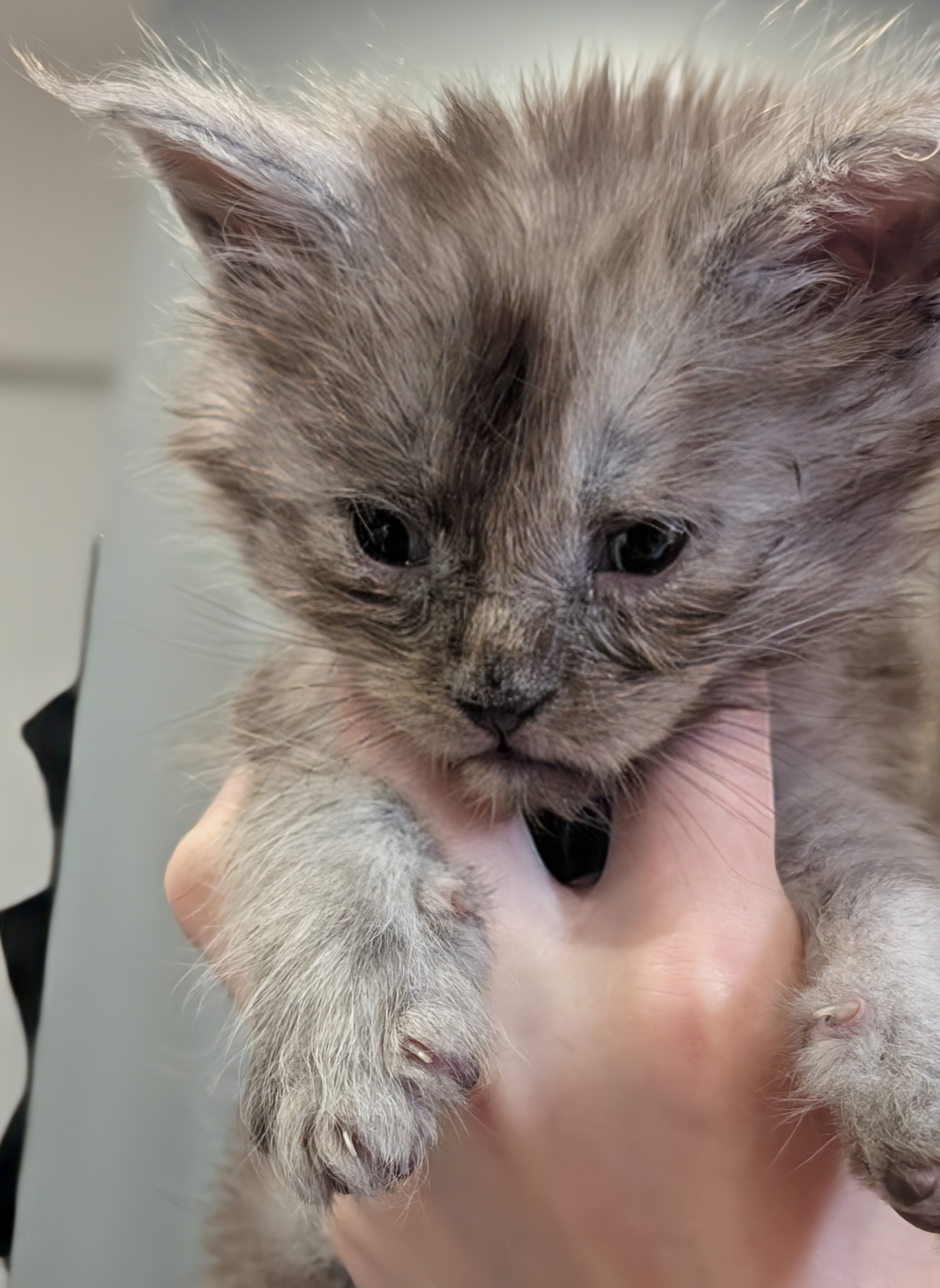 maman maine coon avec ses chatons maine coon kittens
chatterieduroimainecoonquebec