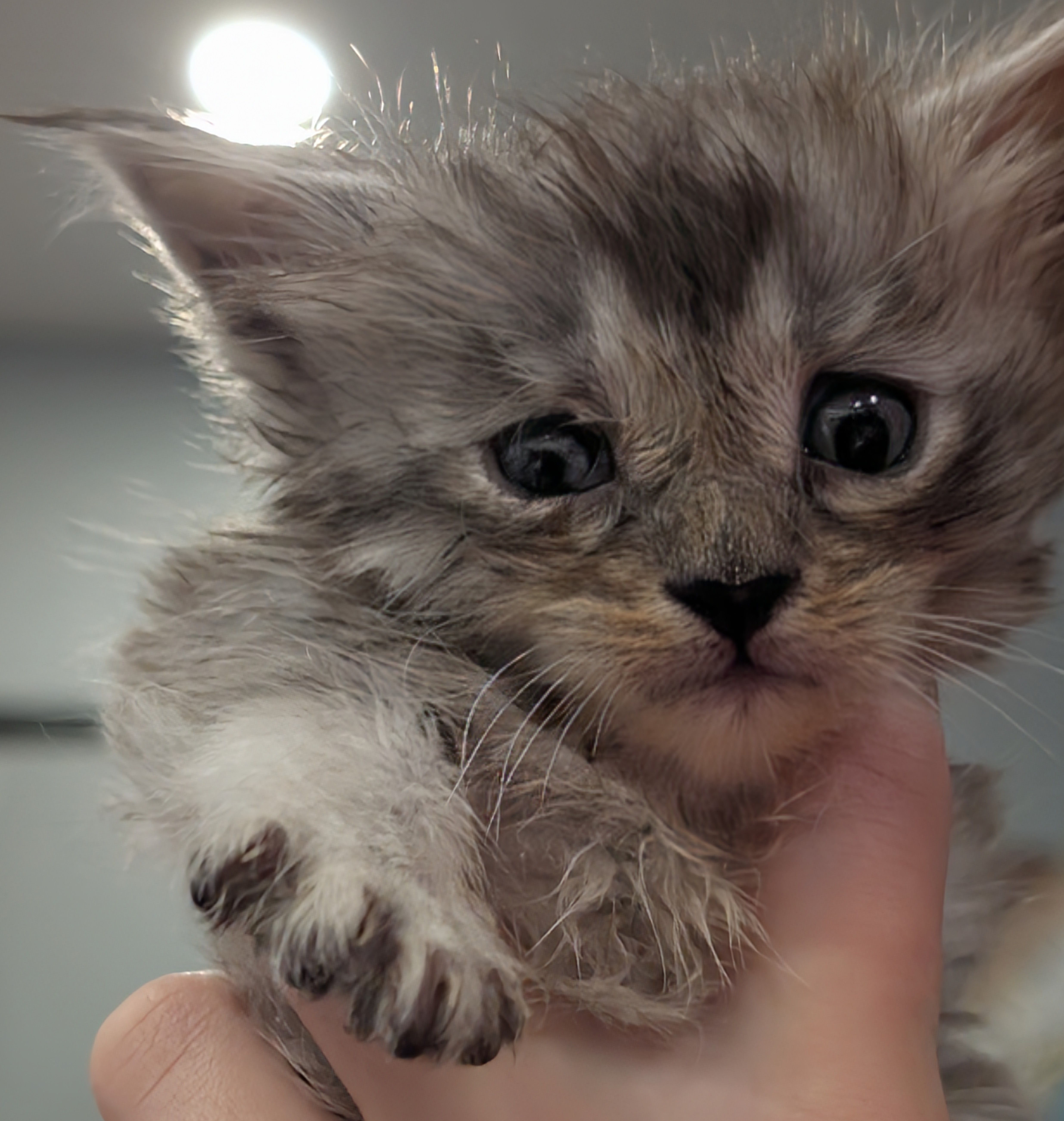 maman maine coon avec ses chatons maine coon kittens
chatterieduroimainecoonquebec