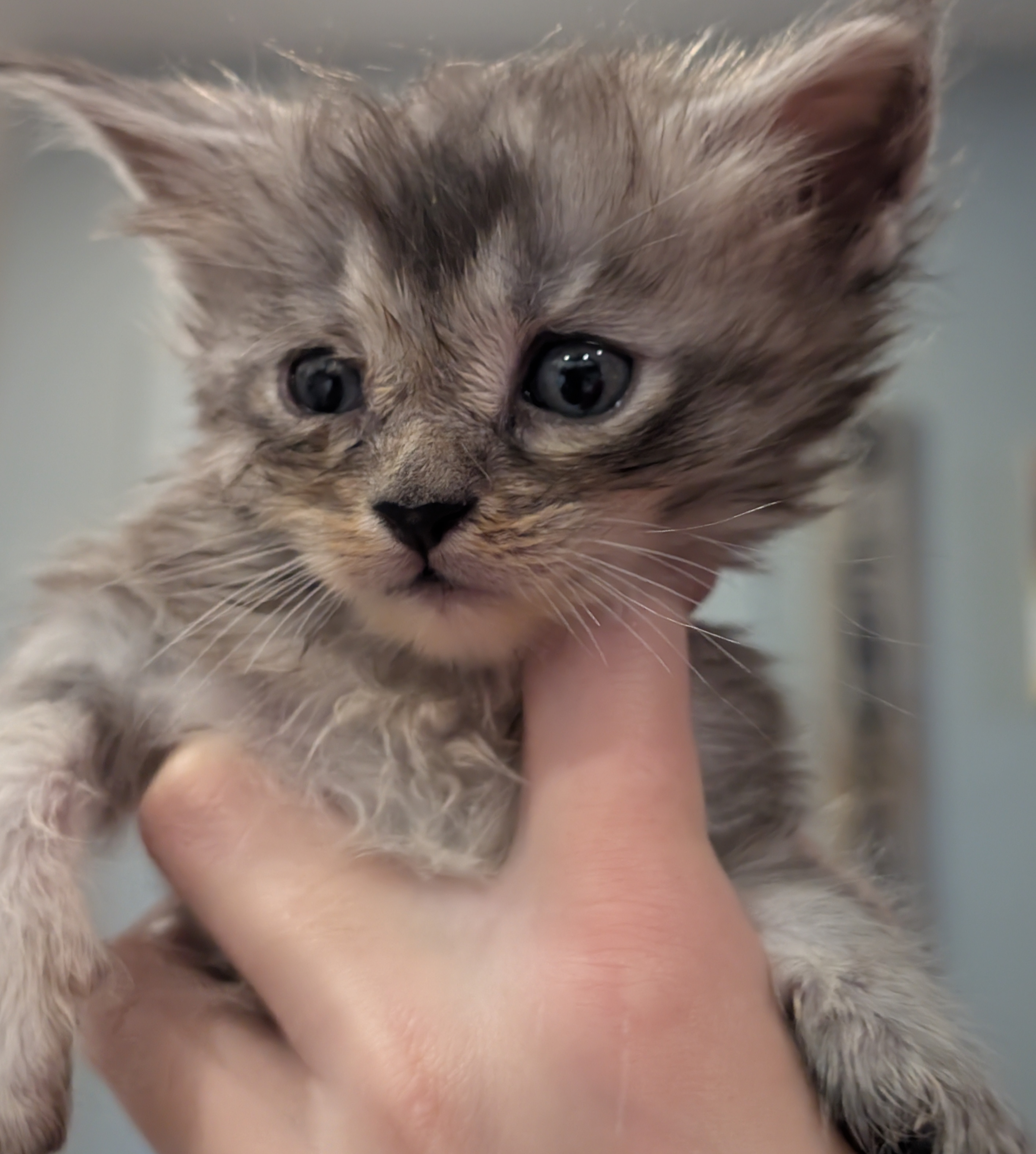 maman maine coon avec ses chatons maine coon kittens
chatterieduroimainecoonquebec