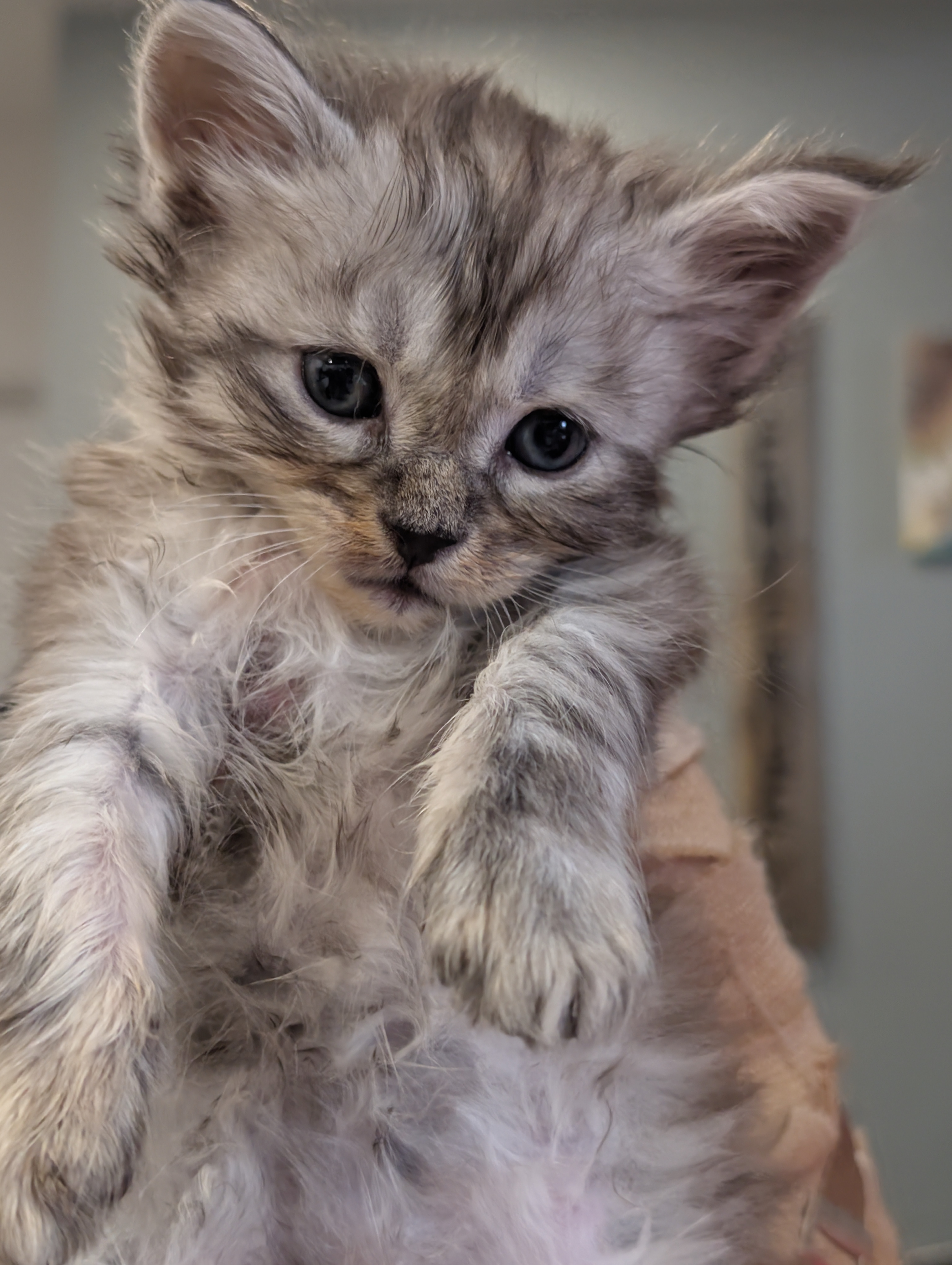 maman maine coon avec ses chatons maine coon kittens
chatterieduroimainecoonquebec