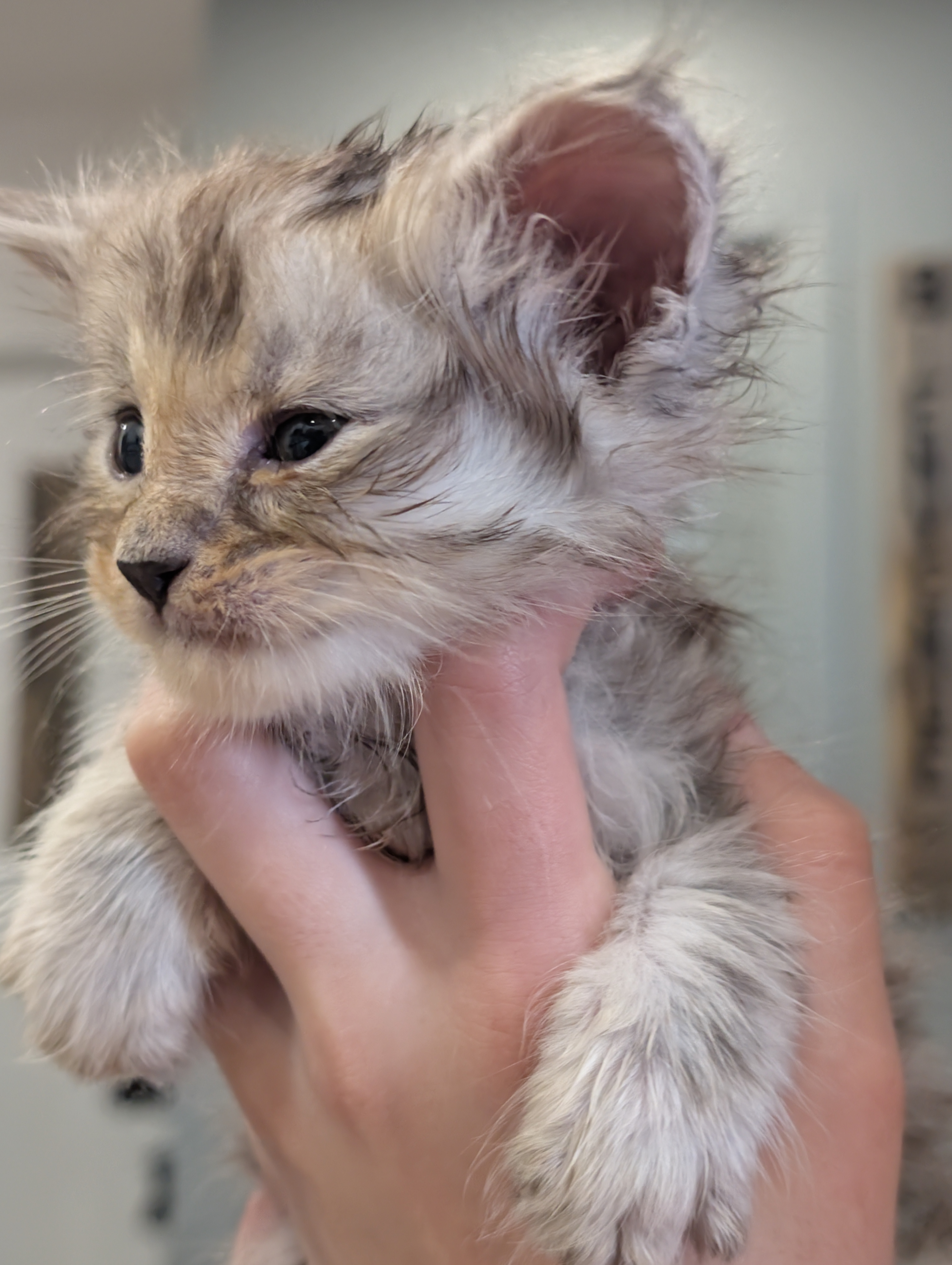 maman maine coon avec ses chatons maine coon kittens
chatterieduroimainecoonquebec
