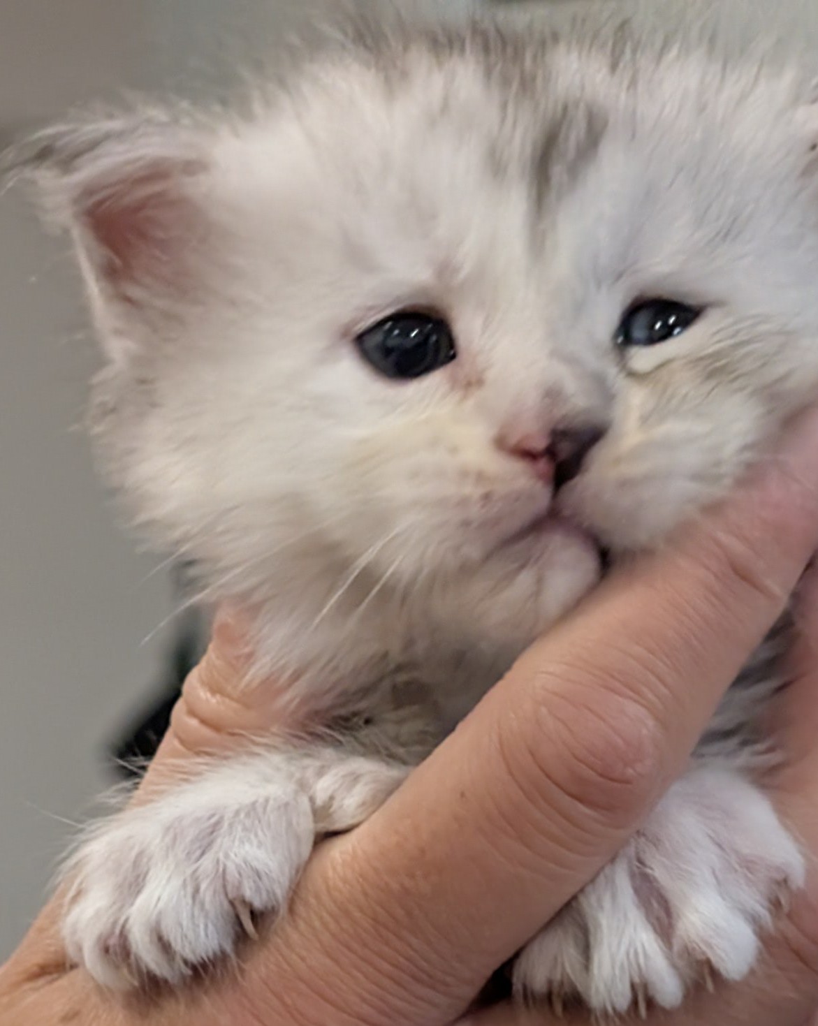 maman maine coon avec ses chatons maine coon kittens
chatterieduroimainecoonquebec