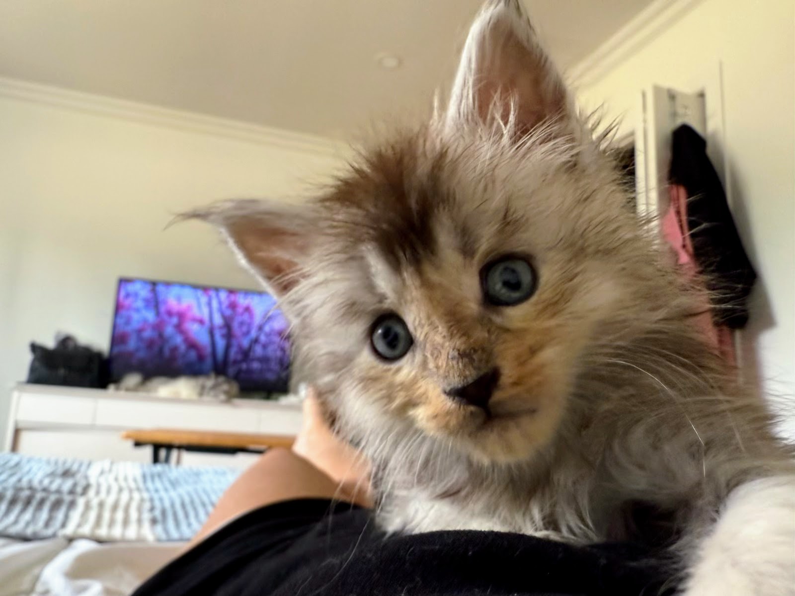 maman maine coon avec ses chatons maine coon kittens
chatterieduroimainecoonquebec