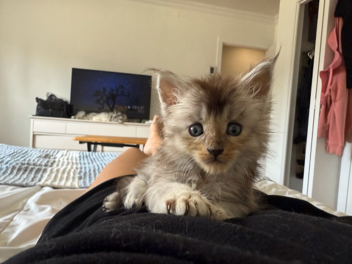 maman maine coon avec ses chatons maine coon kittens
chatterieduroimainecoonquebec
