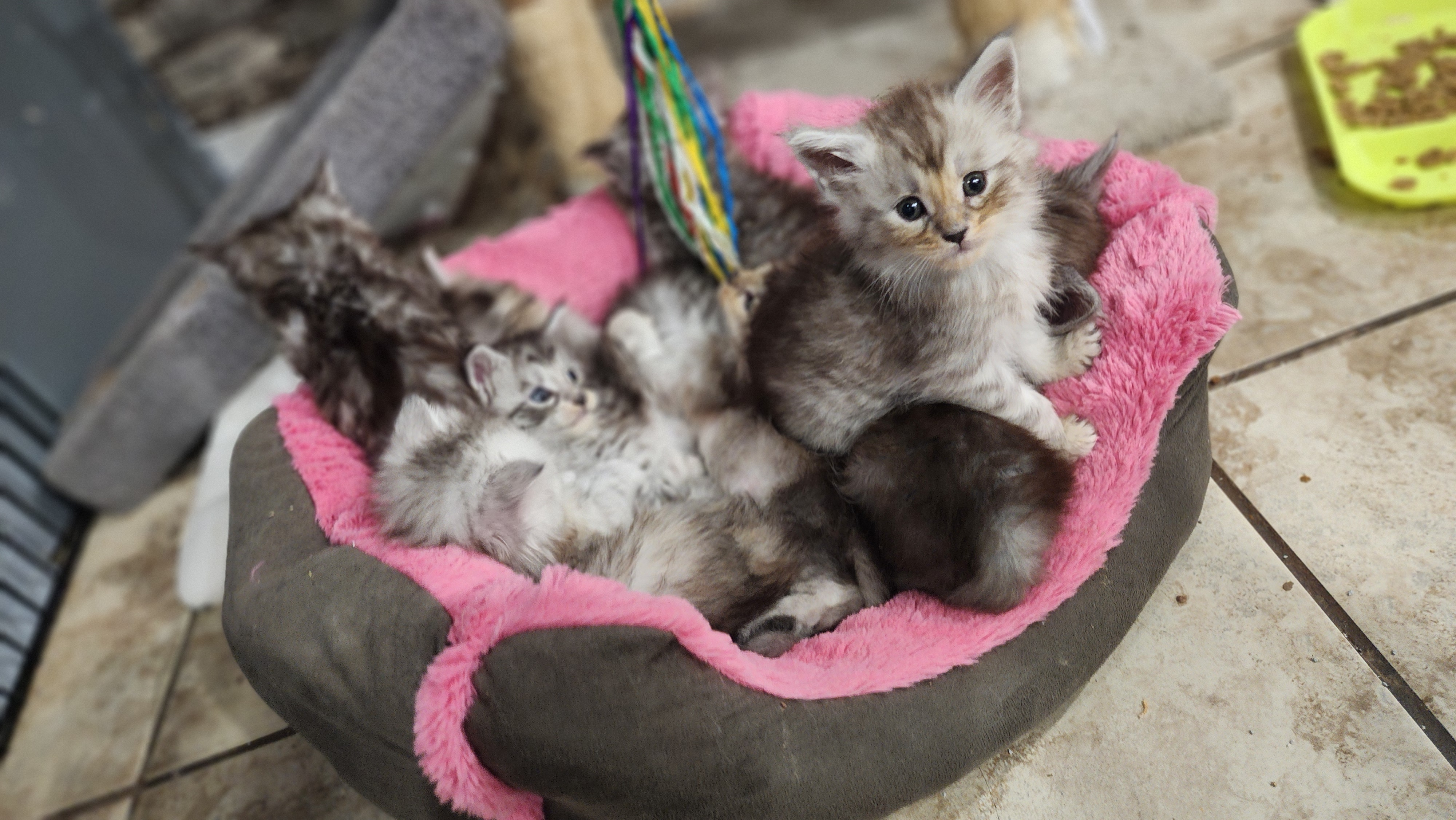 PORTEE DE CHATONS MAINE COON DISPONIBLE POUR RESERVATIONS CHATTERIEDUROIMAINECOONQUEBEC.COM