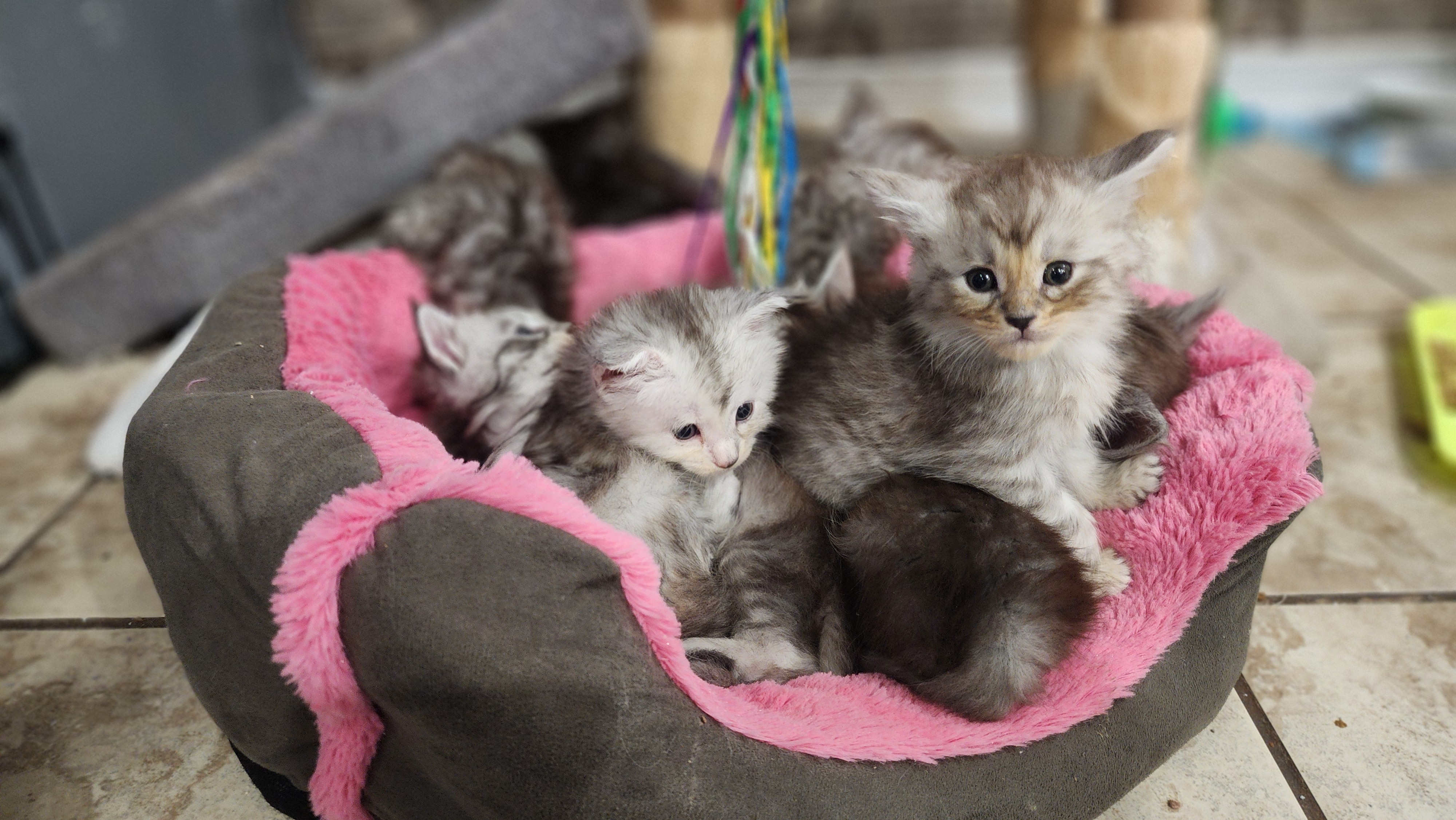 PORTEE DE CHATONS MAINE COON CHATTERIEDUROIMAINECOONQUEBEC.CO
